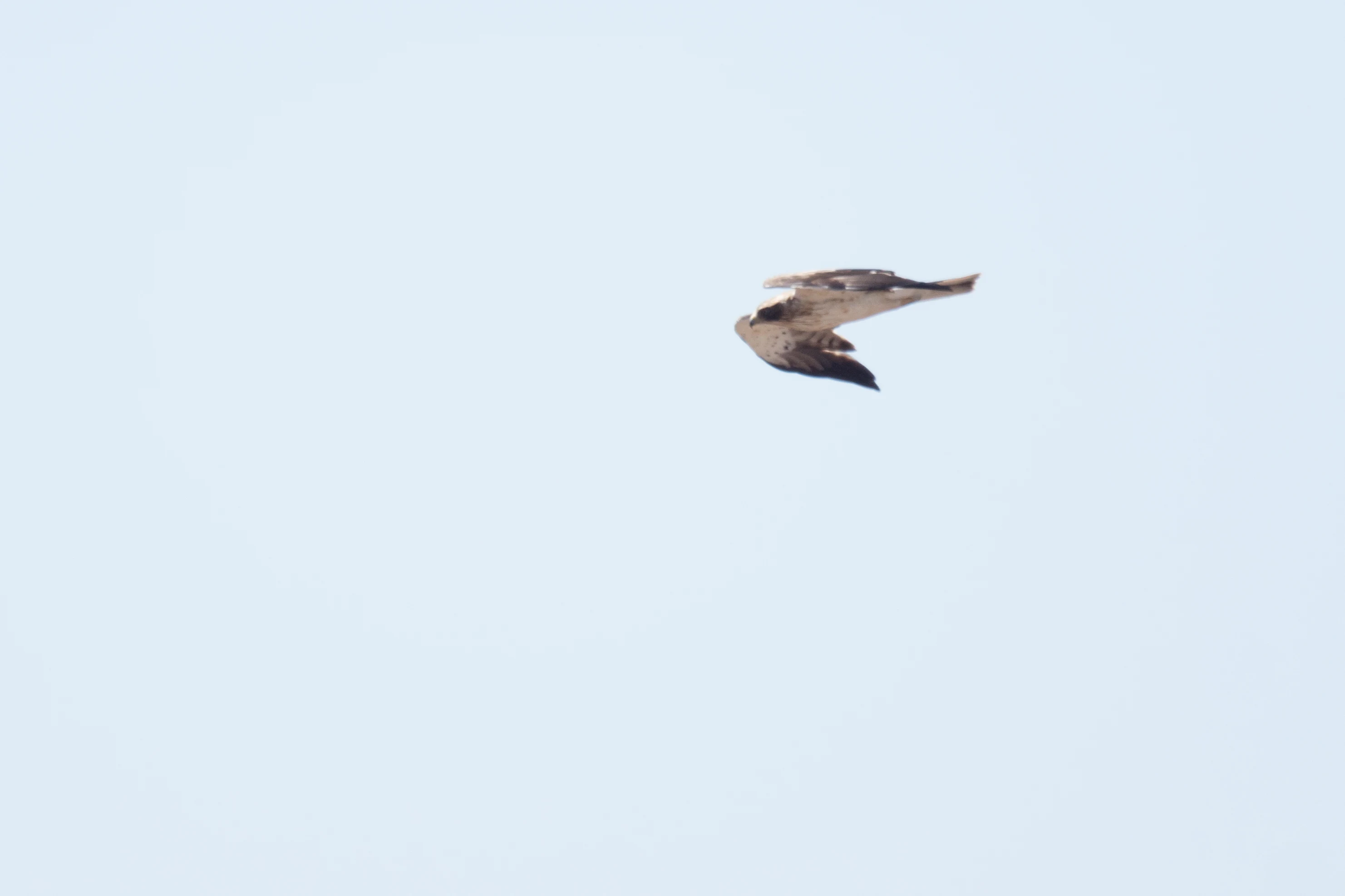Booted eagle, Cazalla watchpoint, Spain — photo by Jim Bennett