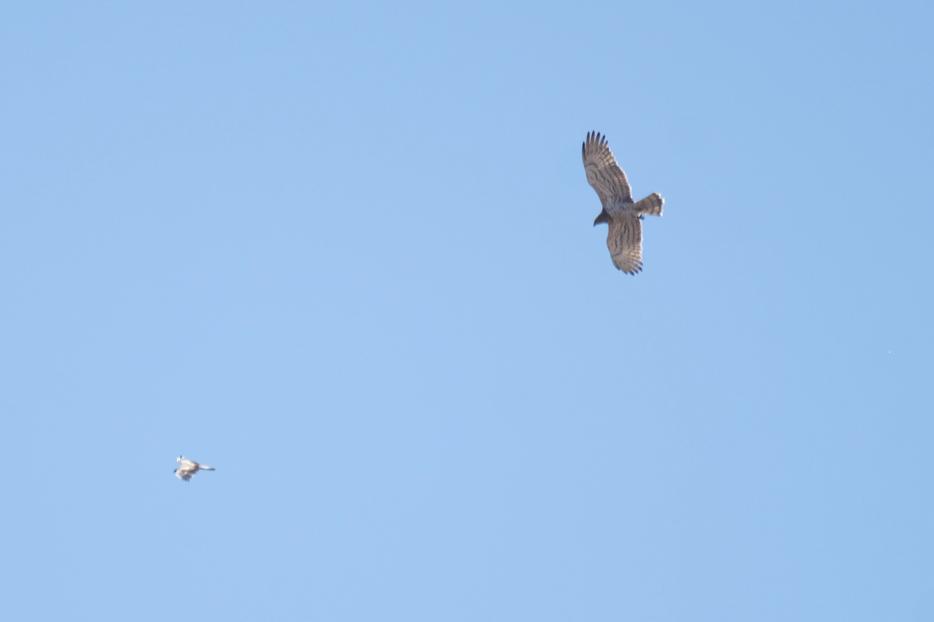 Short-toed Eagle and Booted Eagle, Cazalla watchpoint, Spain — photo by Jim Bennett
