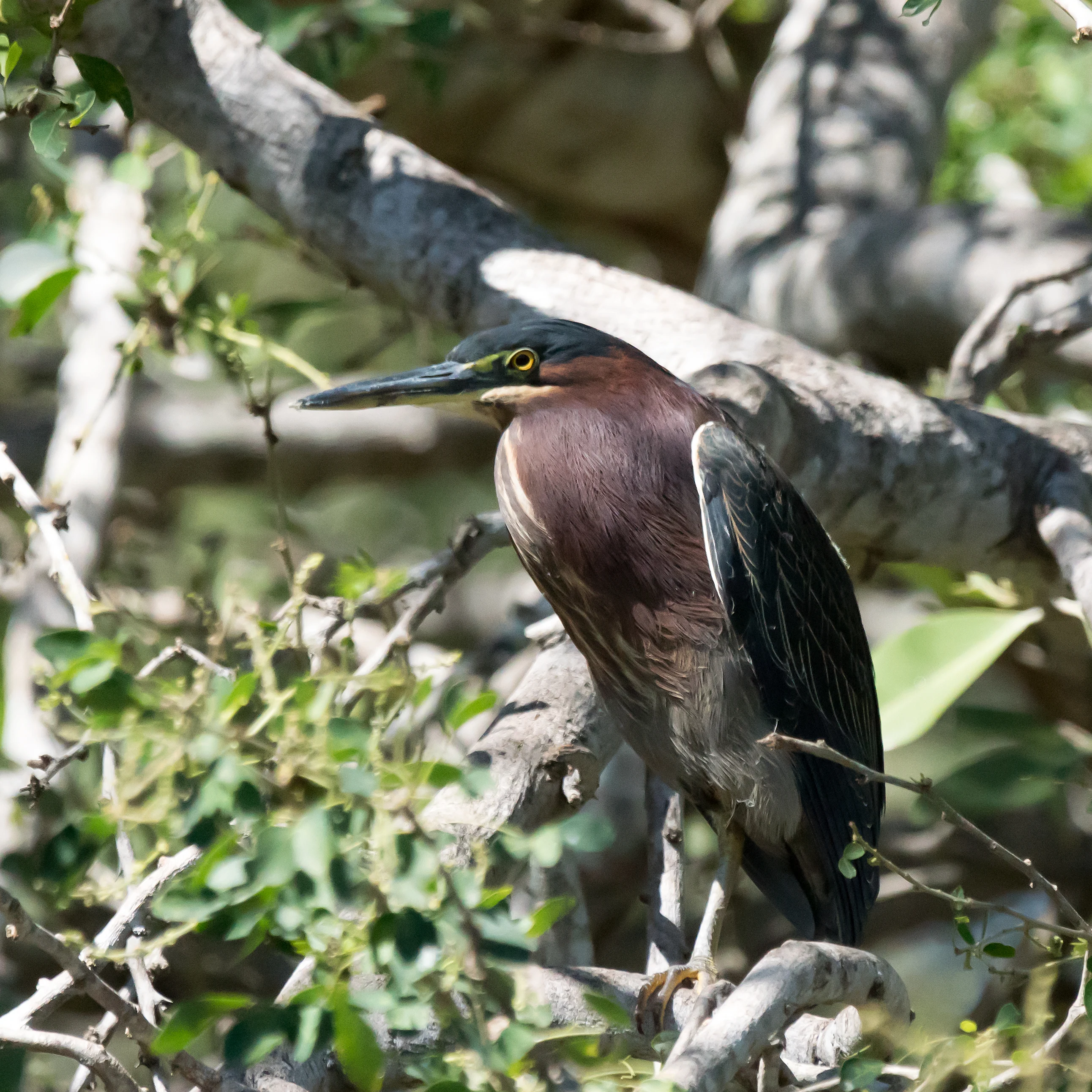Green Heron, Puerto Vallarta, Jalisco, Mexico — photo by Jim Bennett