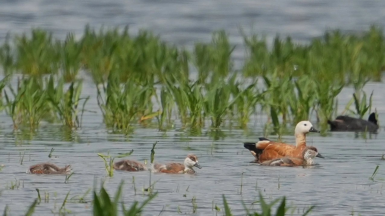 Ruddy Shelduck & female Red-crested Pochard, Lacul Hazarlic, Romania — photo by Jim Bennett