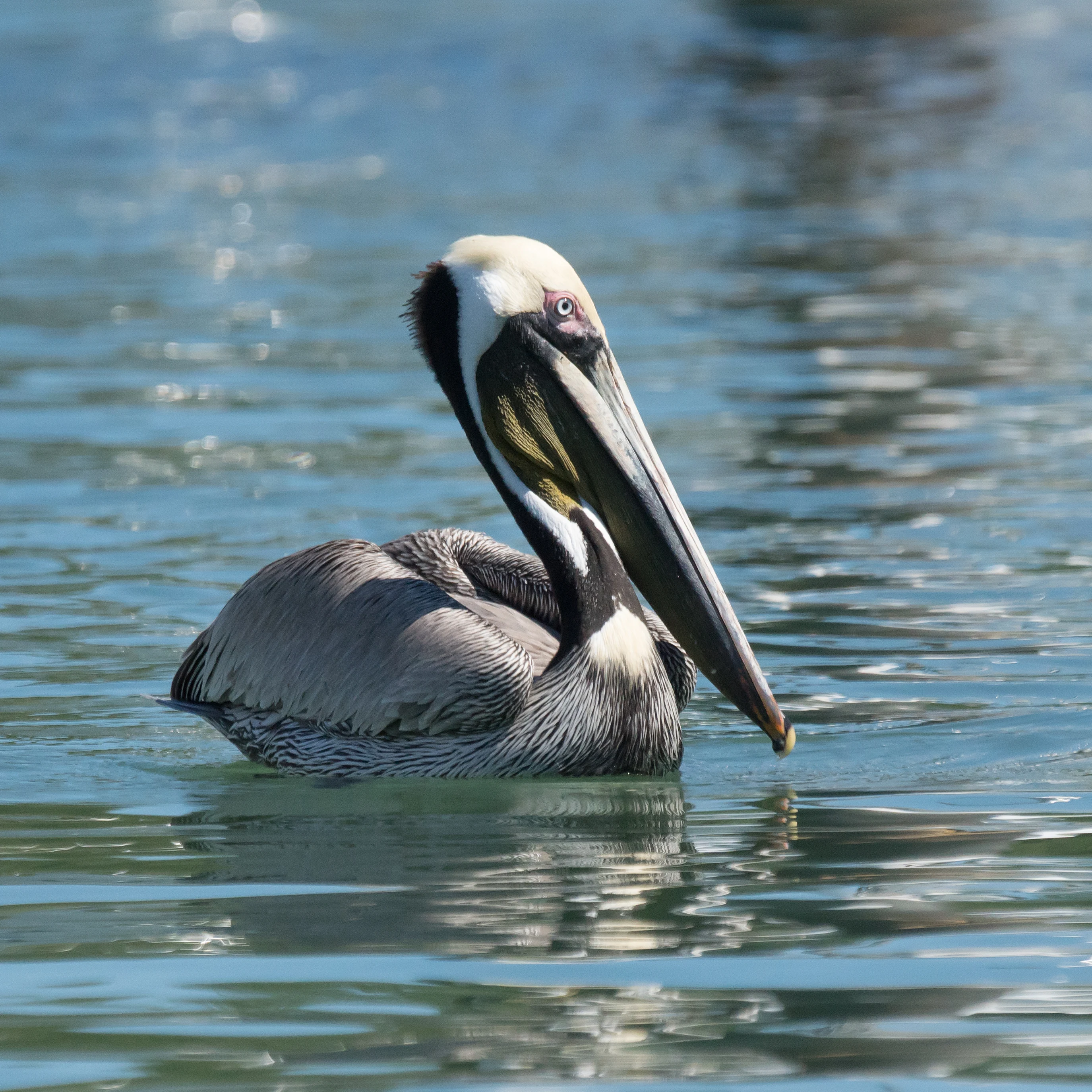 Brown Pelican, Puerto Vallarta, Jalisco, Mexico — photo by Jim Bennett