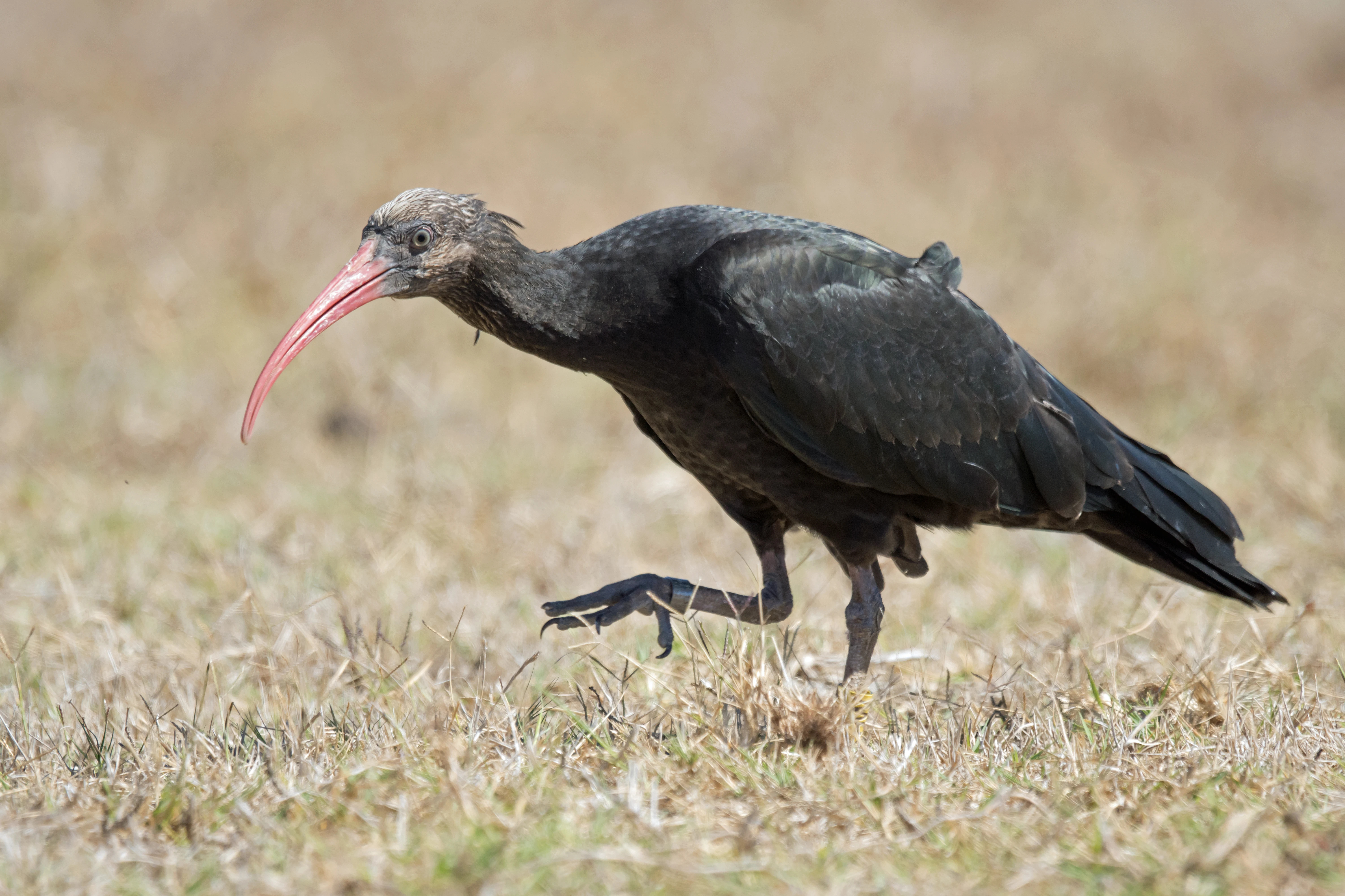 Northern Bald Ibis, Barbate, Spain — photo by Jim Bennett