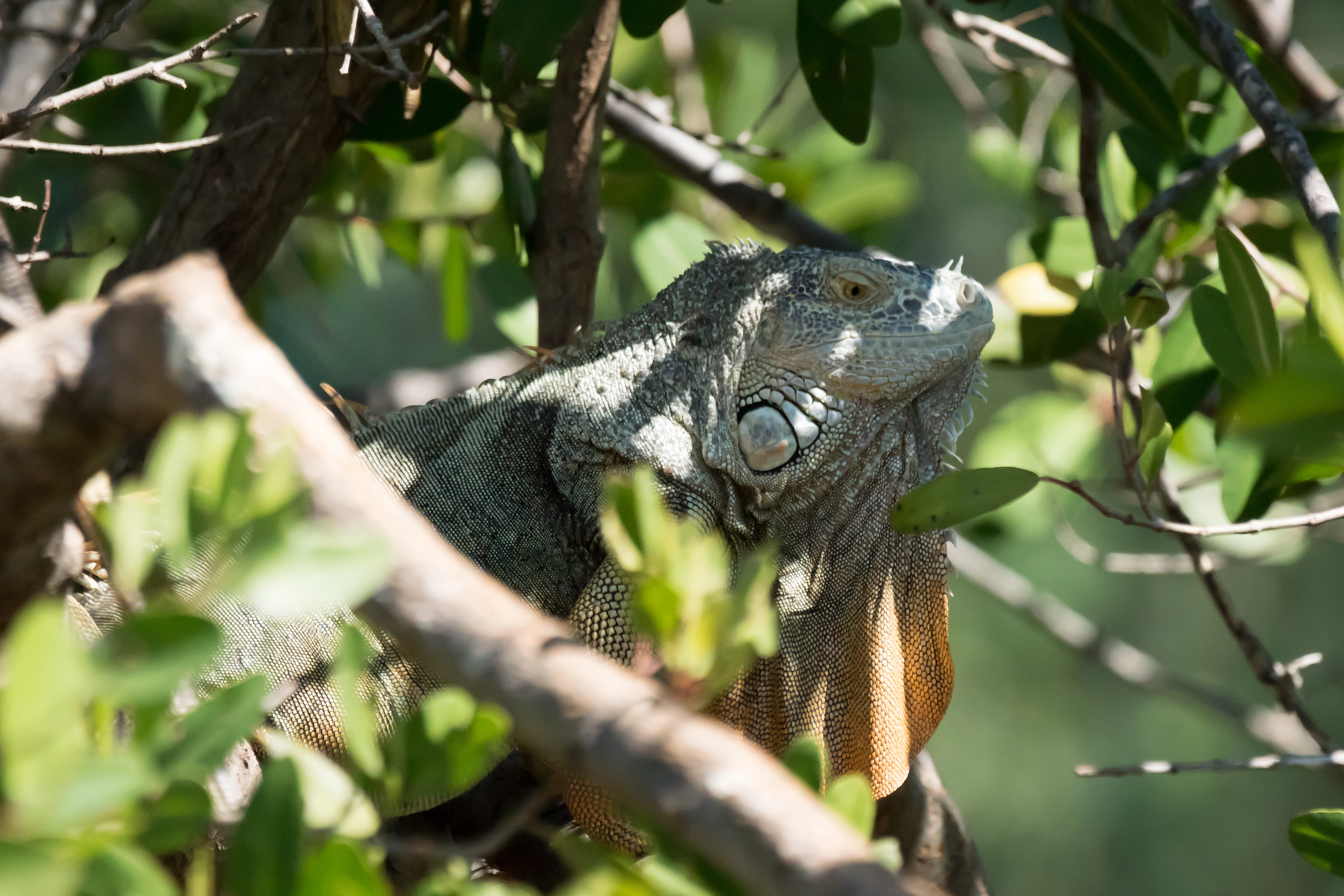 Iguana, Puerto Vallarta, Jalisco, Mexico — photo by Jim Bennett