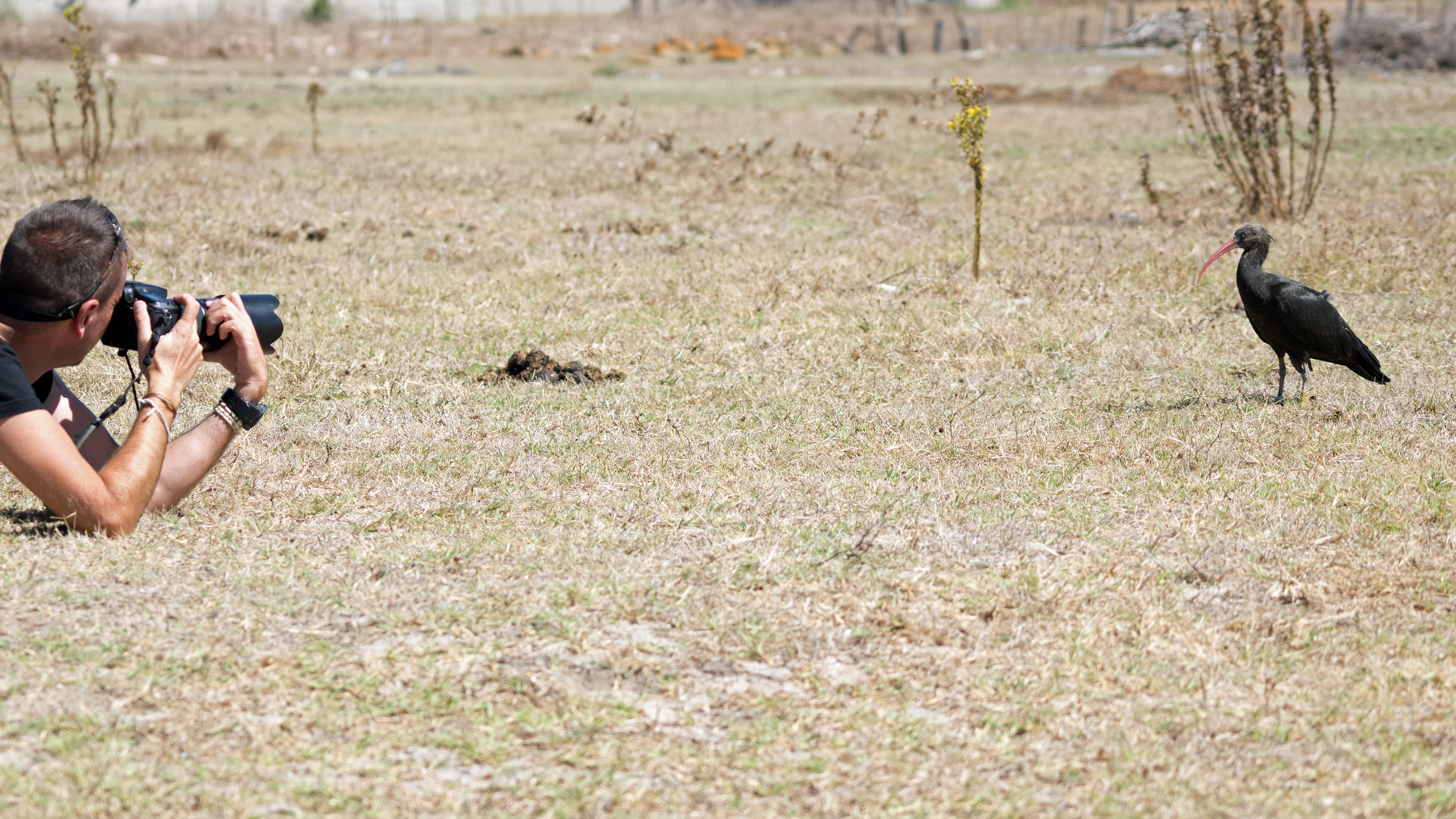 Simon & juvenile Northern Bald Ibis, Barbante, Spain — photo by Jim Bennett