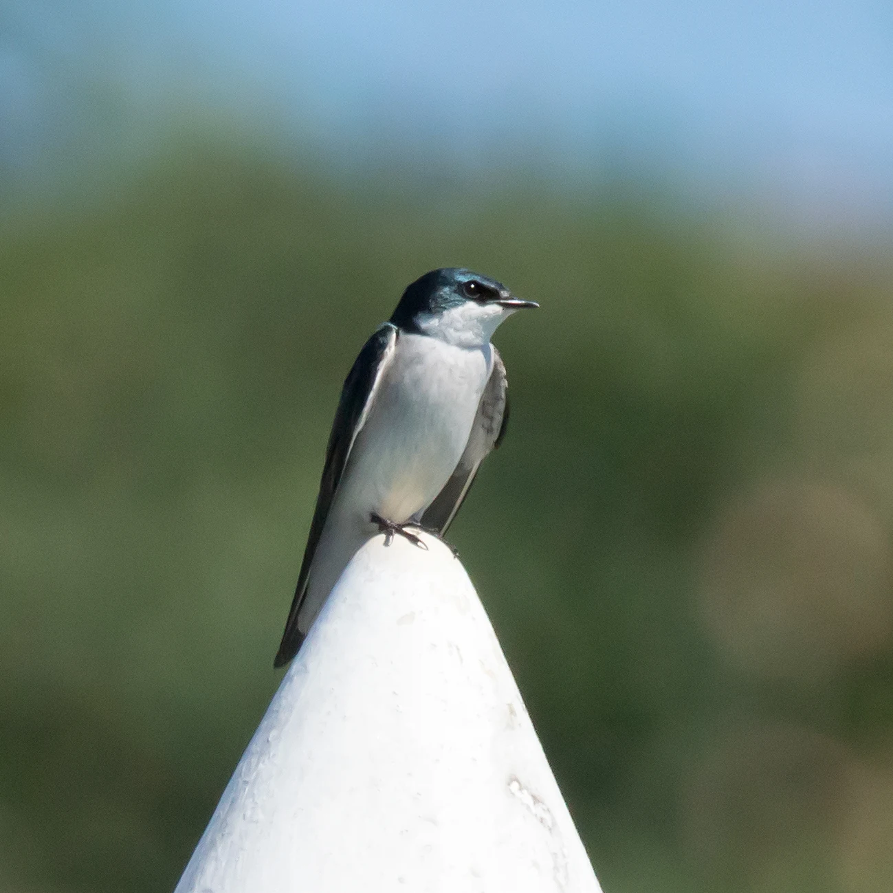 Mangrove Swallow, Puerto Vallarta, Jalisco, Mexico — photo by Jim Bennett