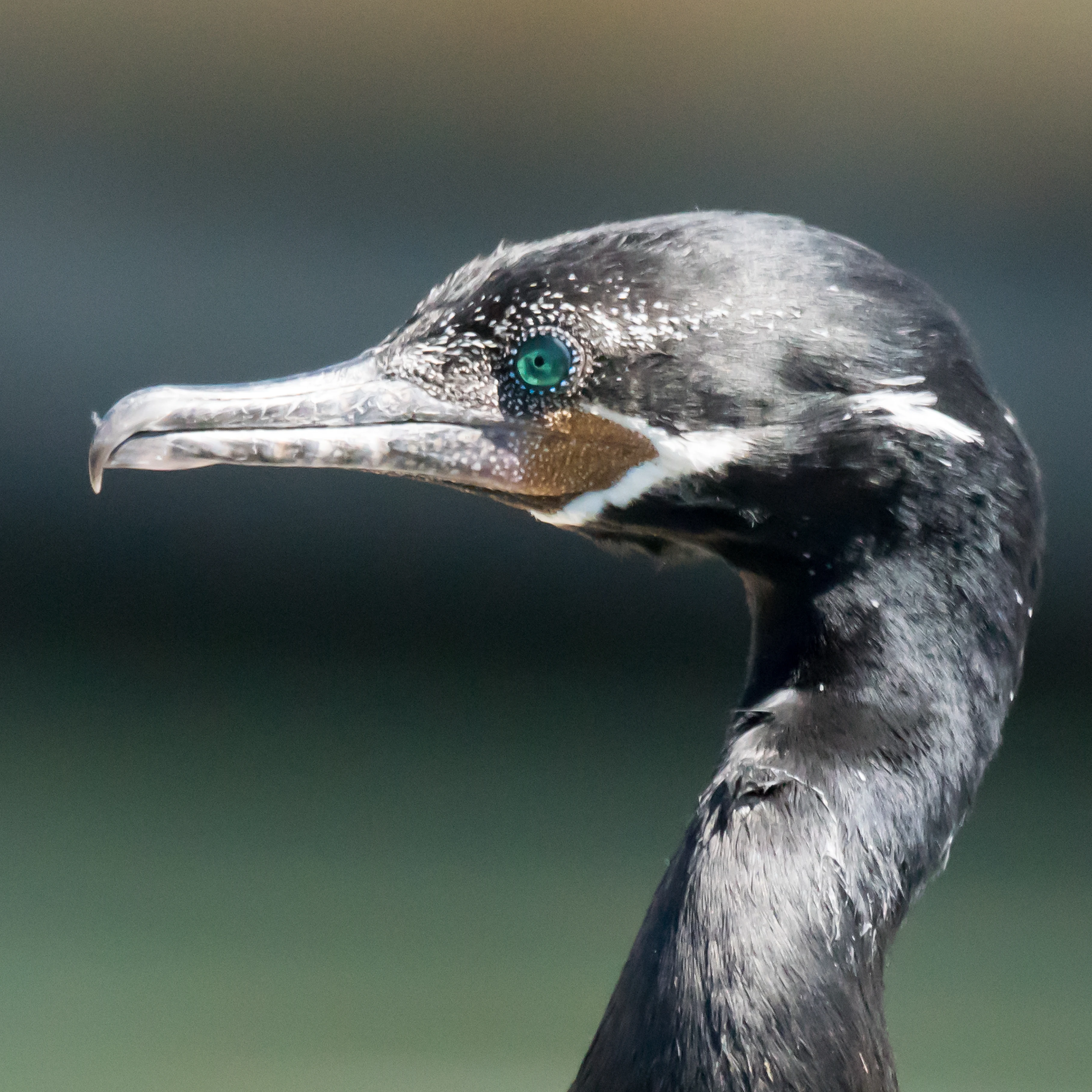 Neotropic Cormorant, Puerto Vallarta, Jalisco, Mexico — photo by Jim Bennett