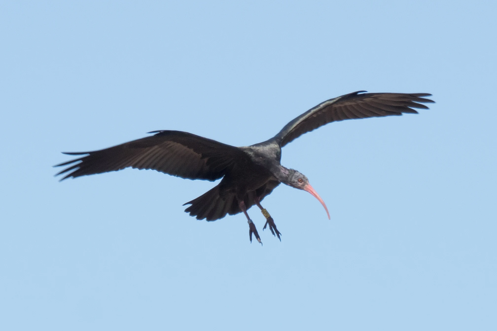 Northern Bald Ibis, Barbate, Spain — photo by Jim Bennett
