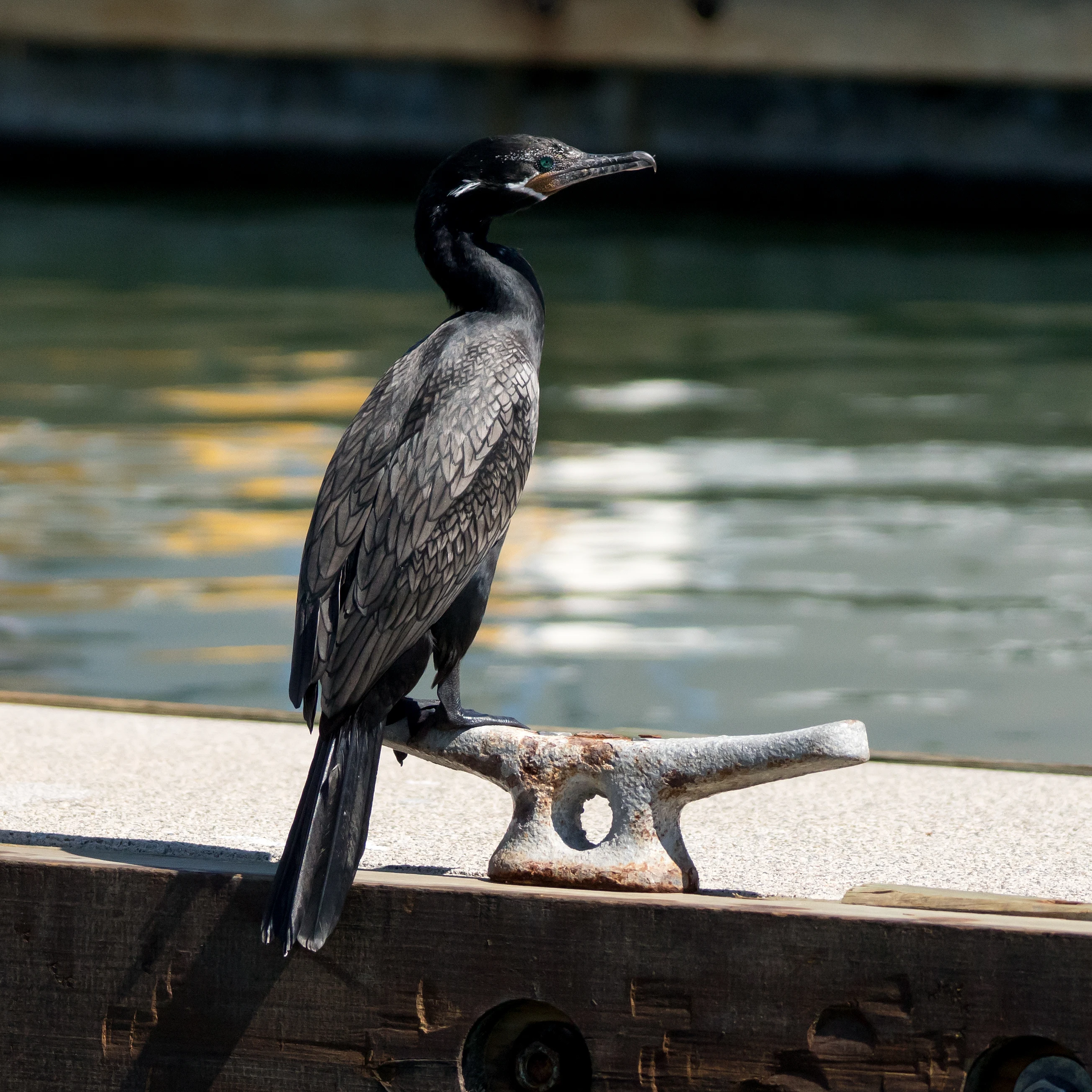 Neotropic Cormorant, Puerto Vallarta, Jalisco, Mexico — photo by Jim Bennett