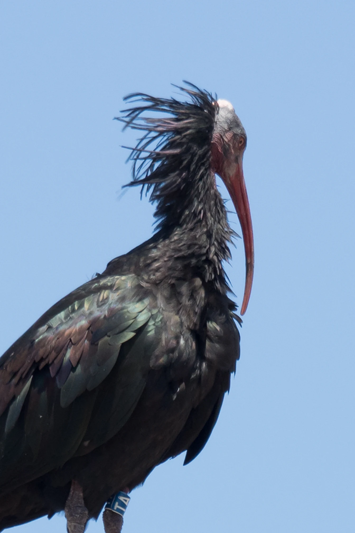 Northern Bald Ibis, Barbante, Spain — photo by Jim Bennett