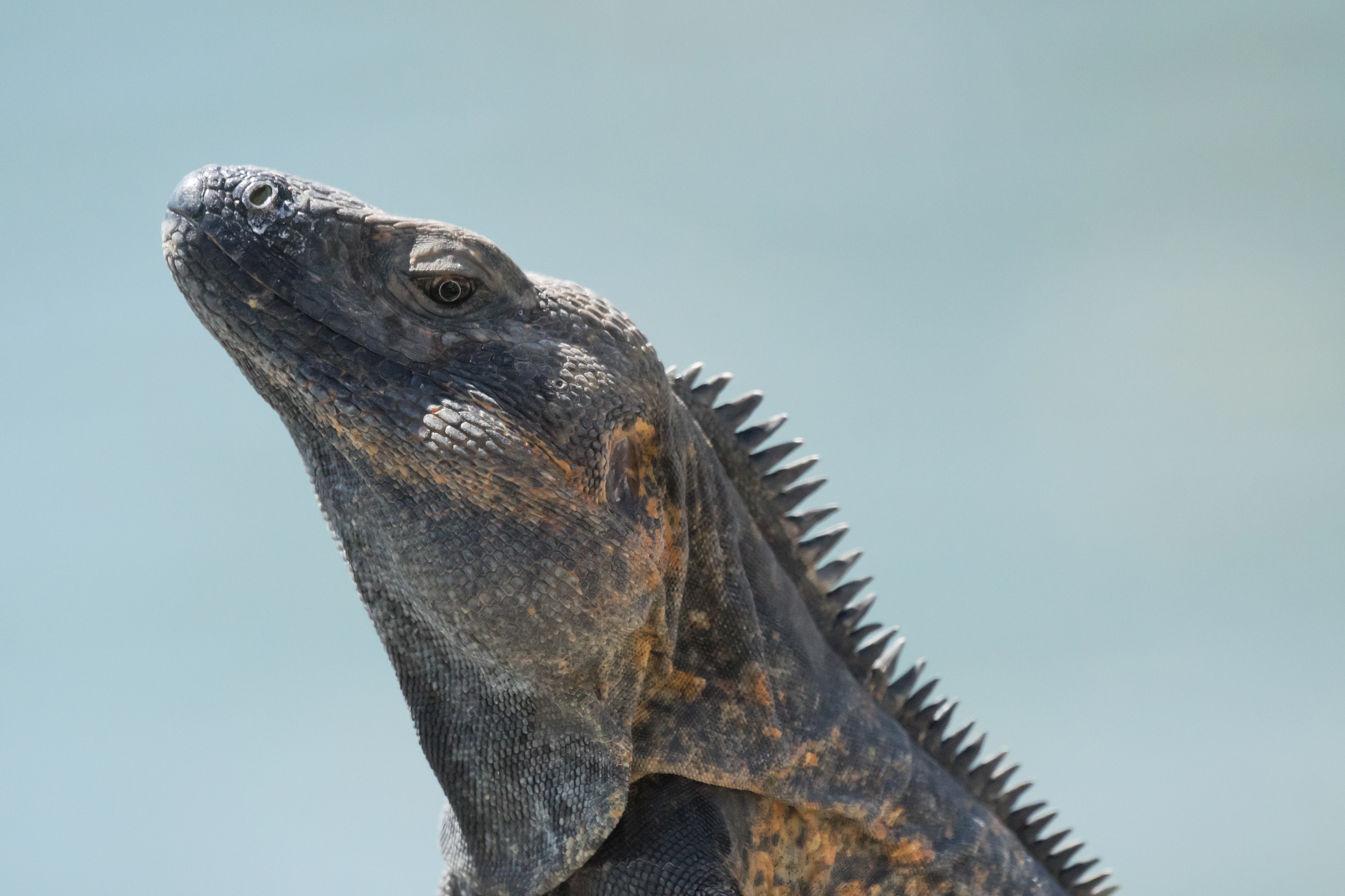 Iguana, Puerto Vallarta, Jalisco, Mexico — photo by Jim Bennett
