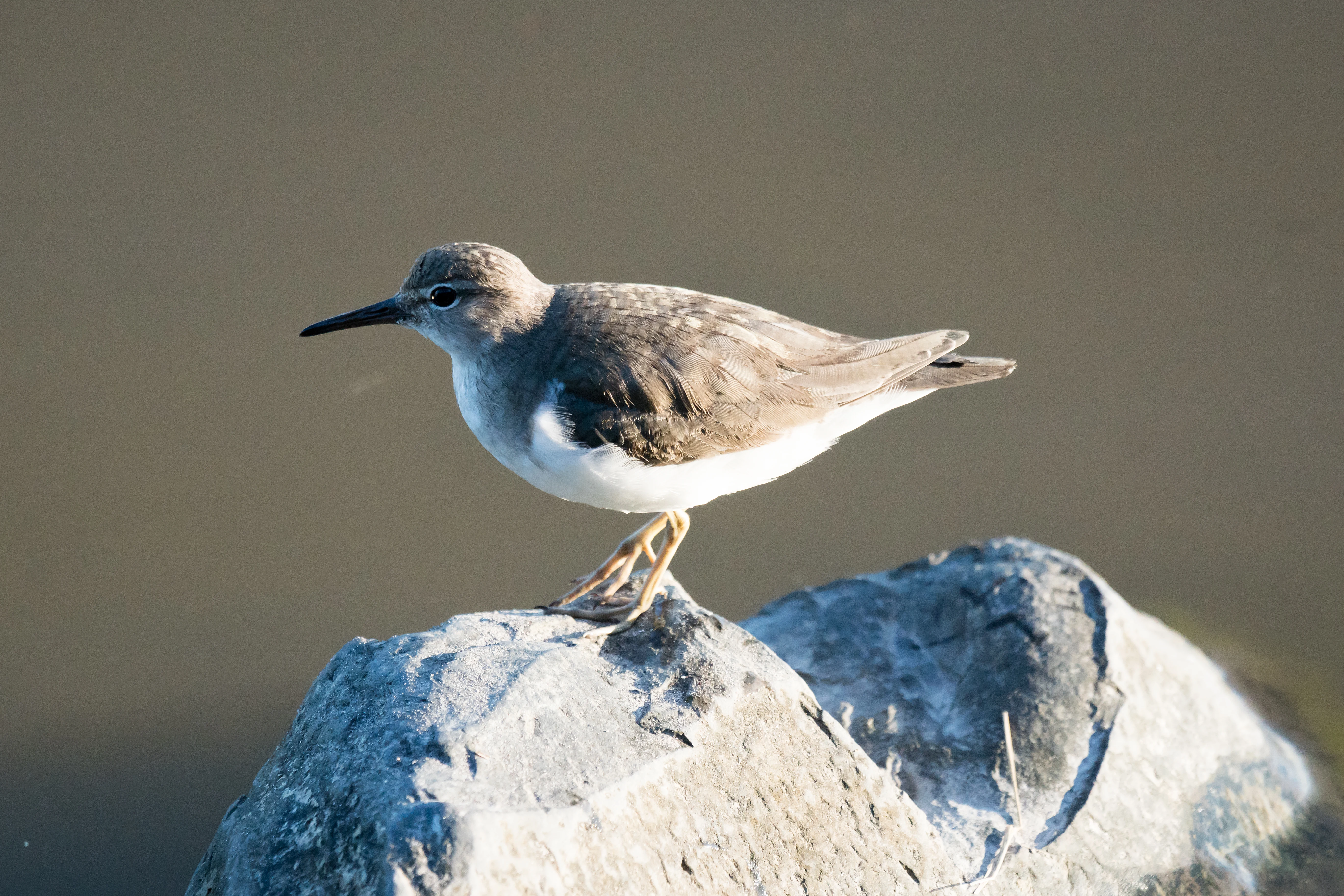 Spotted Sandpiper, San Blas, Nayarit, Mexico — photo by Jim Bennett
