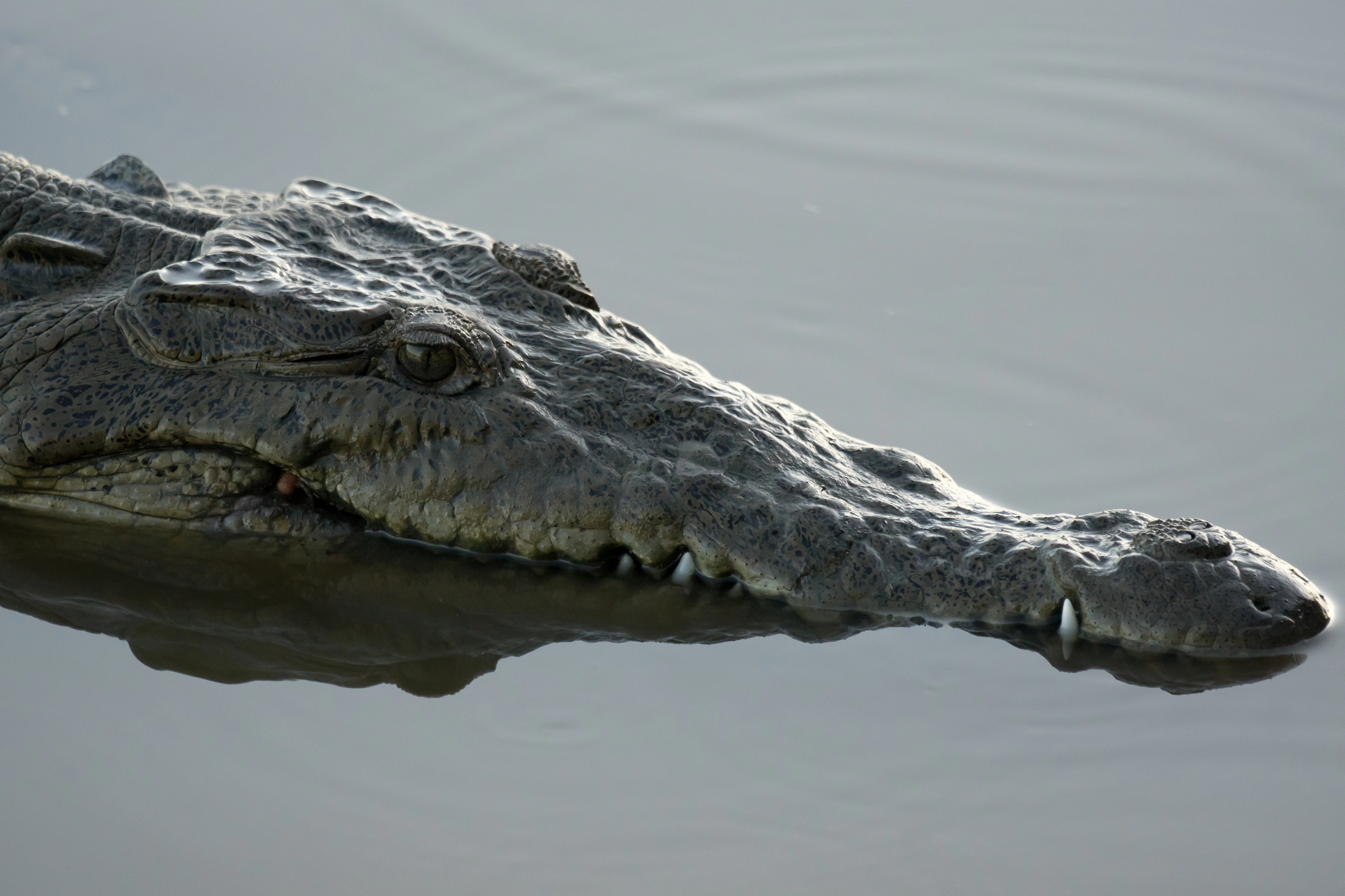 American Crocodile, San Blas, Nayarit, Mexico — photo by Jim Bennett