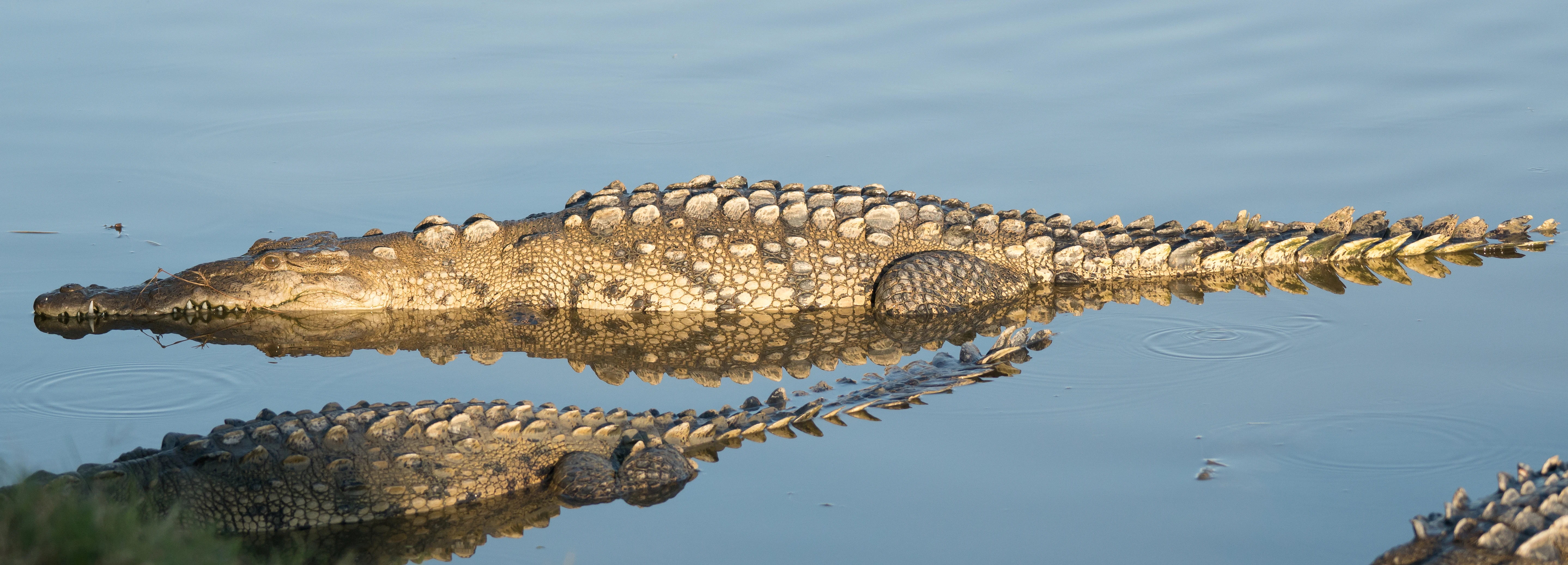 American Crocodile, San Blas, Nayarit, Mexico — photo by Jim Bennett