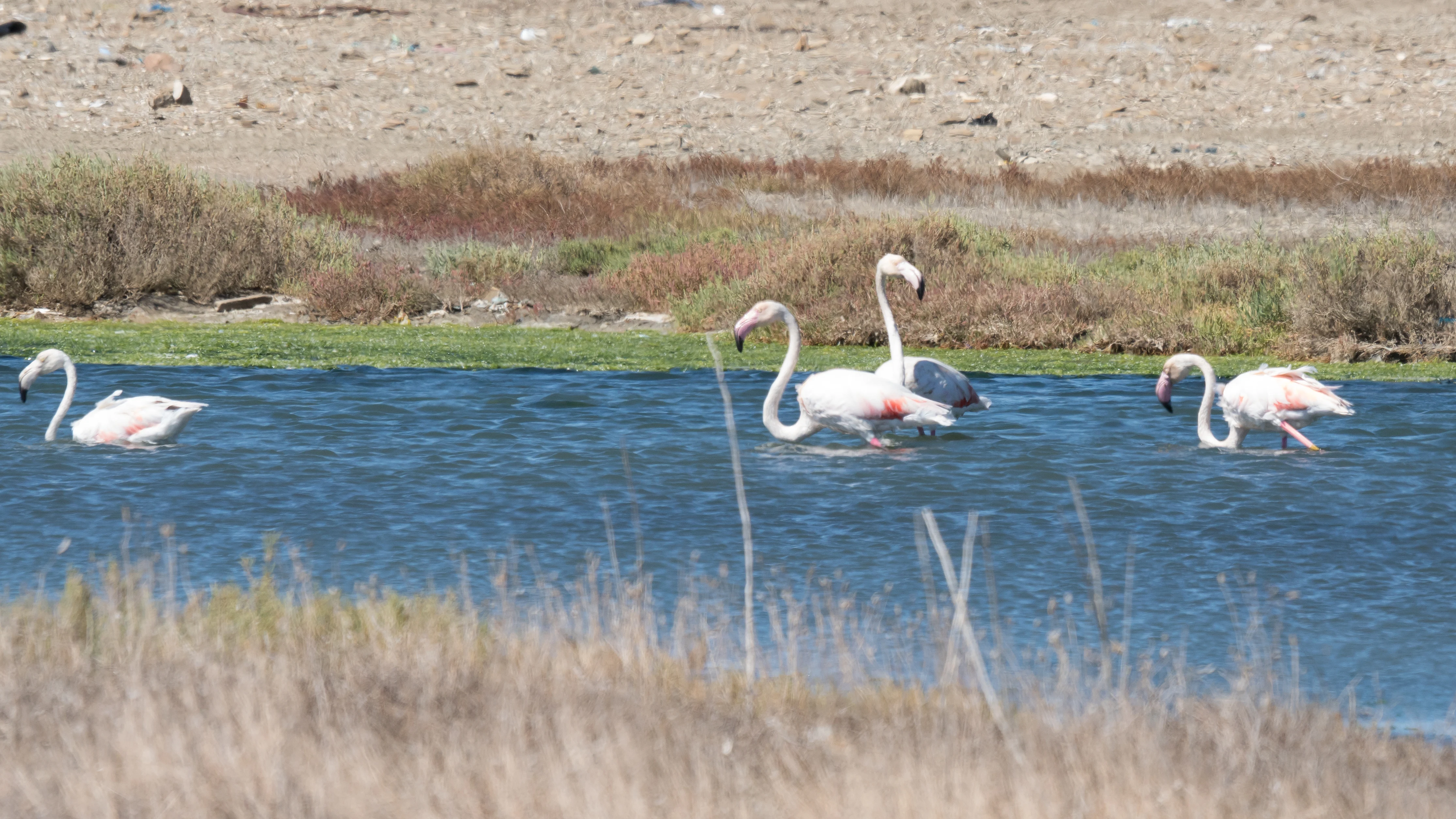 Greater Flamingos, Barbate salt pans, Spain — photo by Jim Bennett