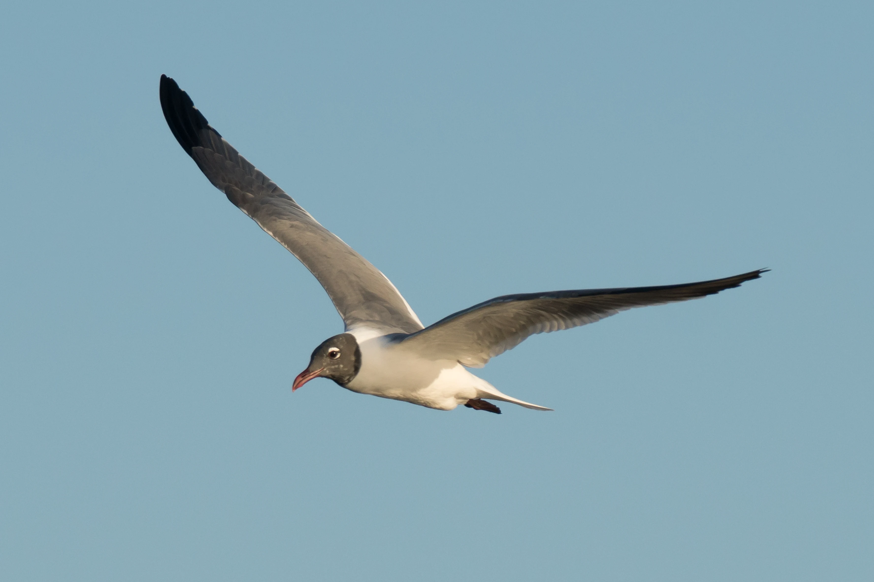 Laughing Gull, San Blas, Nayarit, Mexico — photo by Jim Bennett