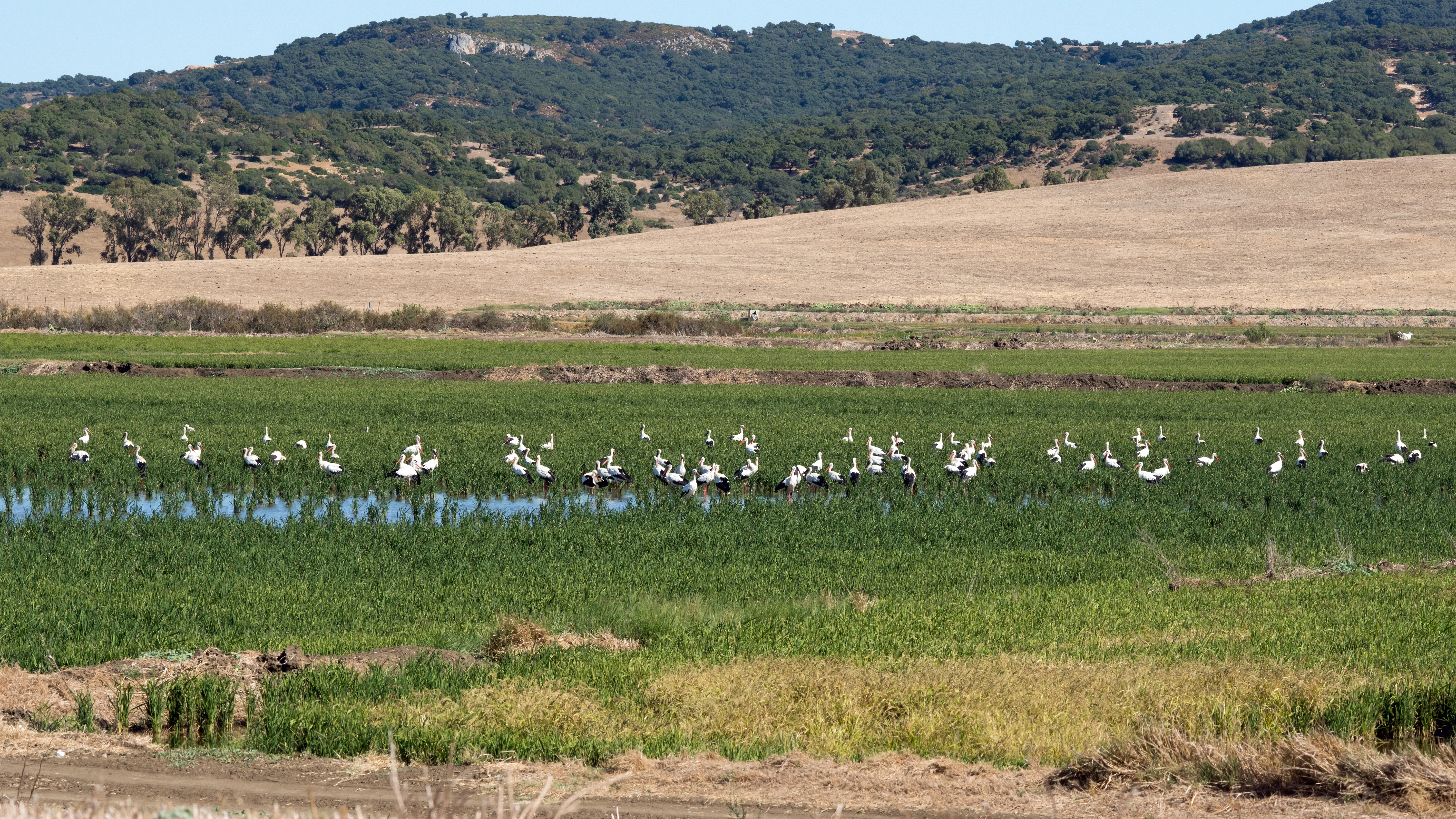 White Storks, La Janda, Spain — photo by Jim Bennett
