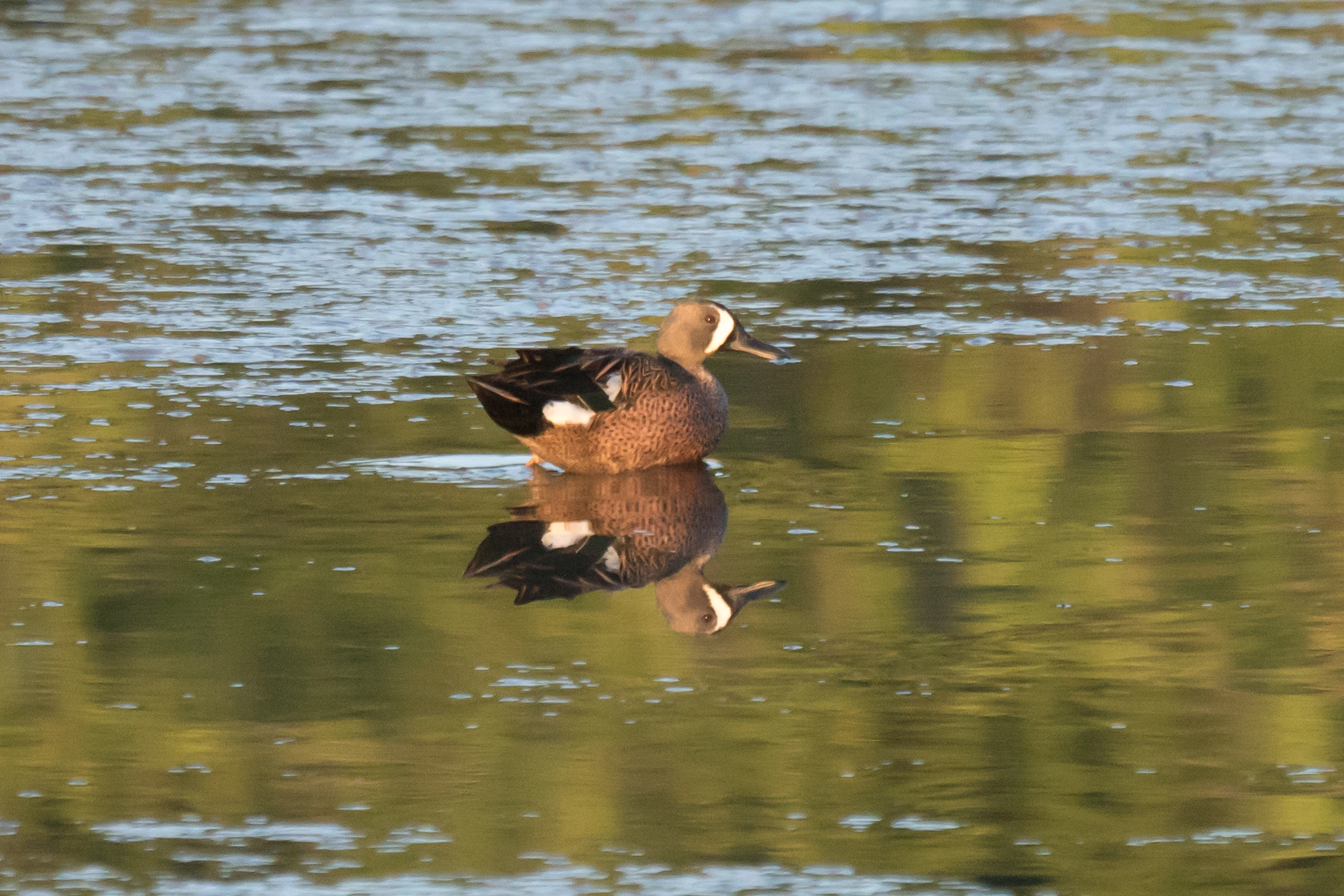 Blue-winged Teal, San Blas, Nayarit, Mexico — photo by Jim Bennett