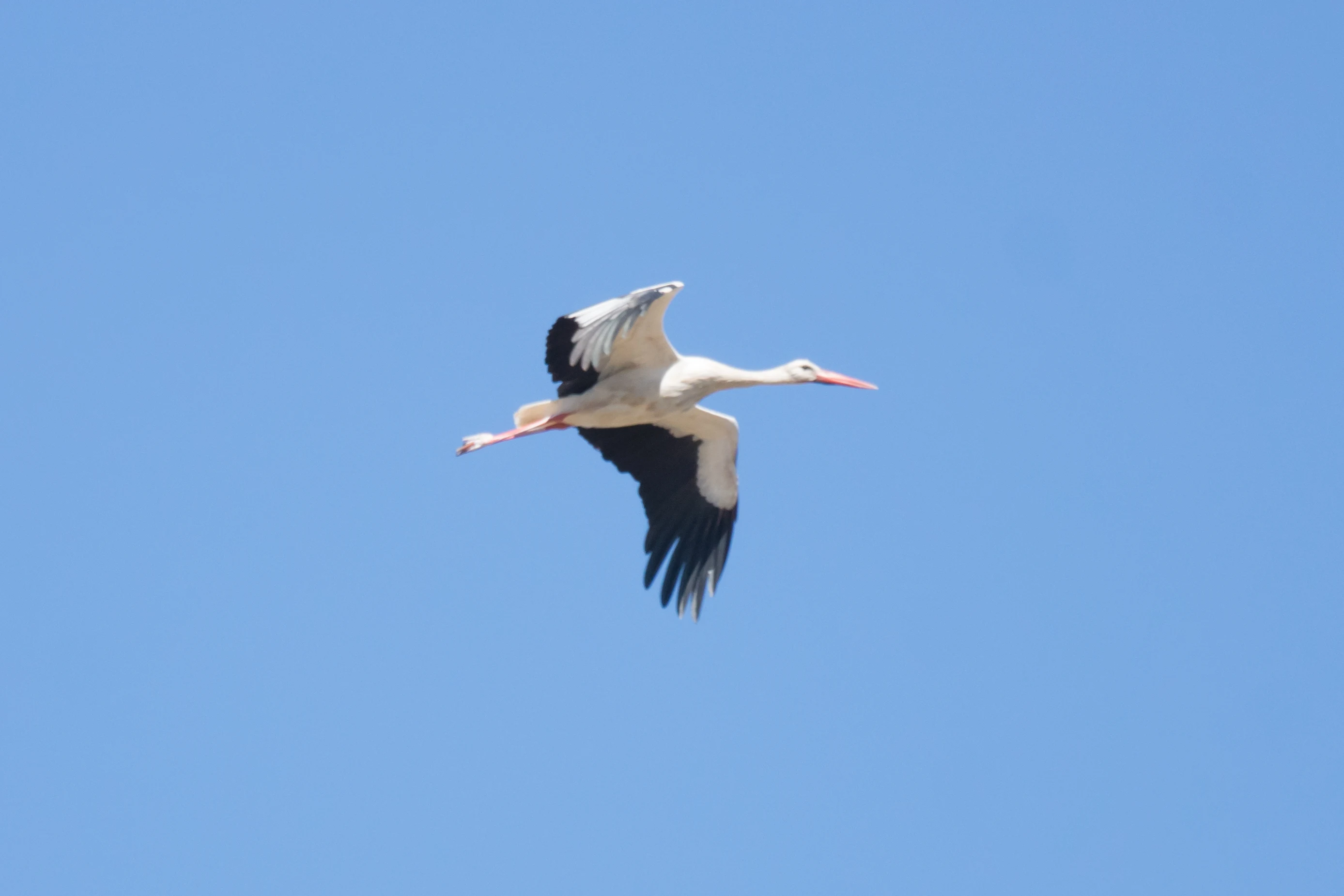 White Stork, La Janda, Spain — photo by Jim Bennett