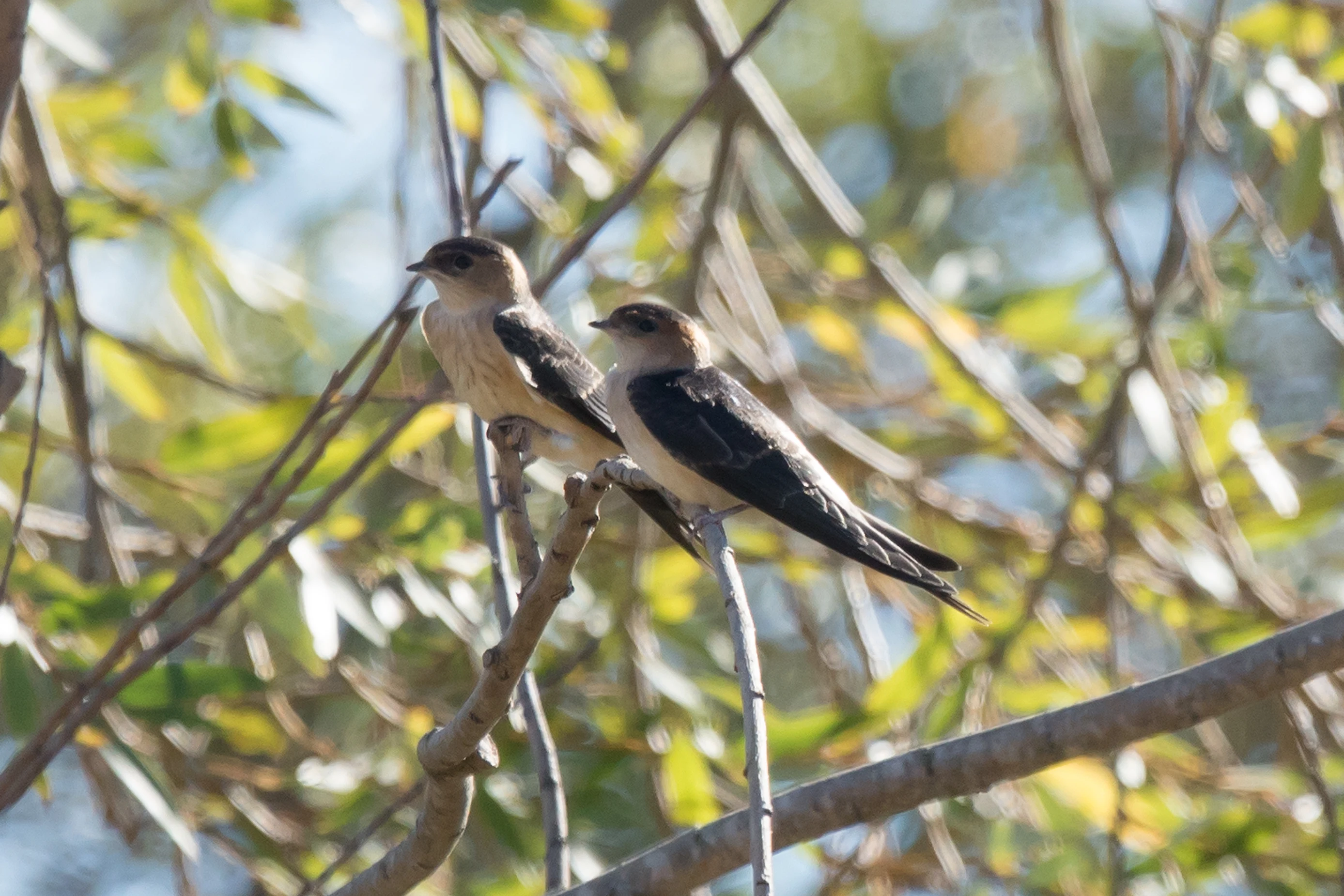 Red-rumped Swallows, La Janda, Spain — photo by Jim Bennett