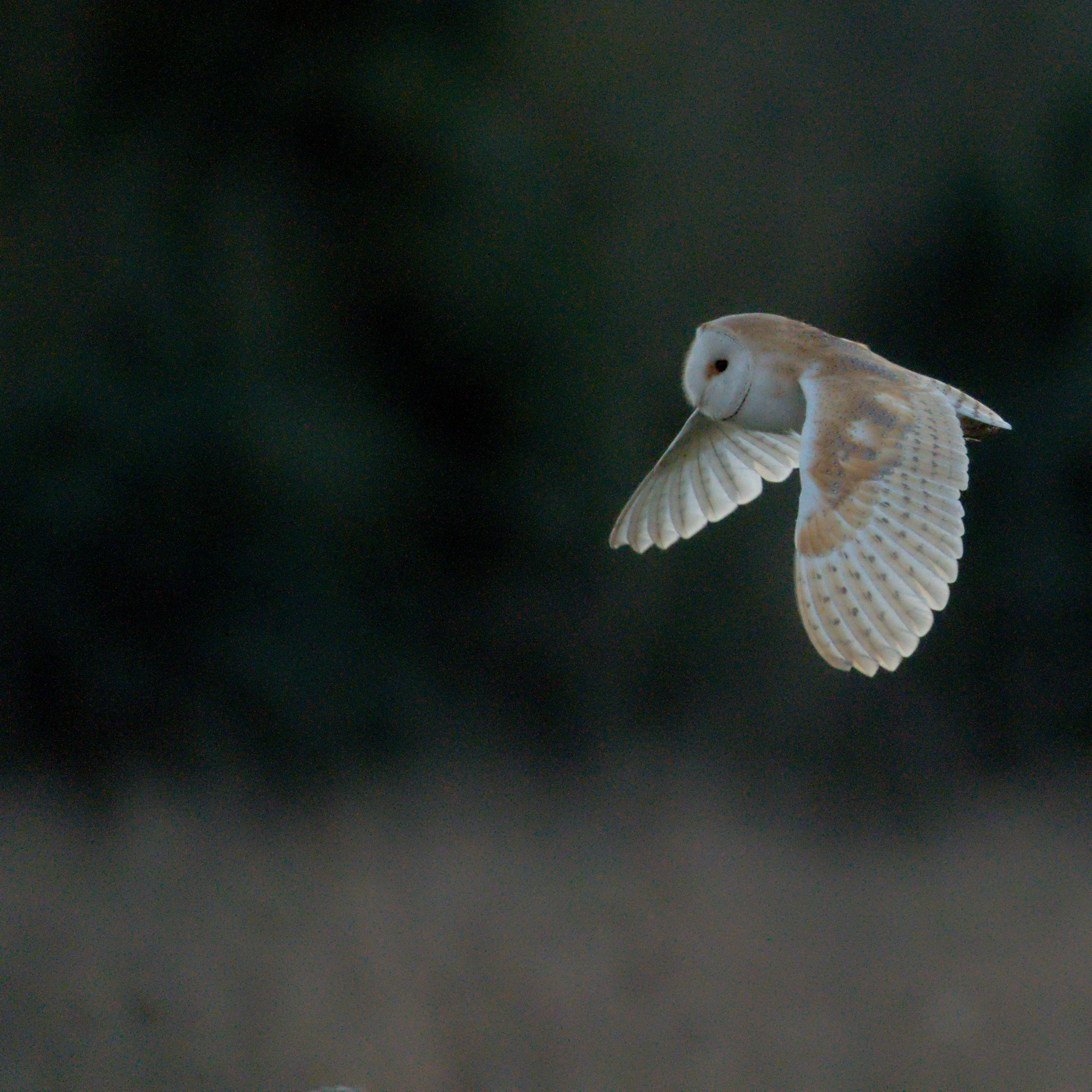 Barn Owl, Culham, Oxfordshire, UK — photo by Jim Bennett