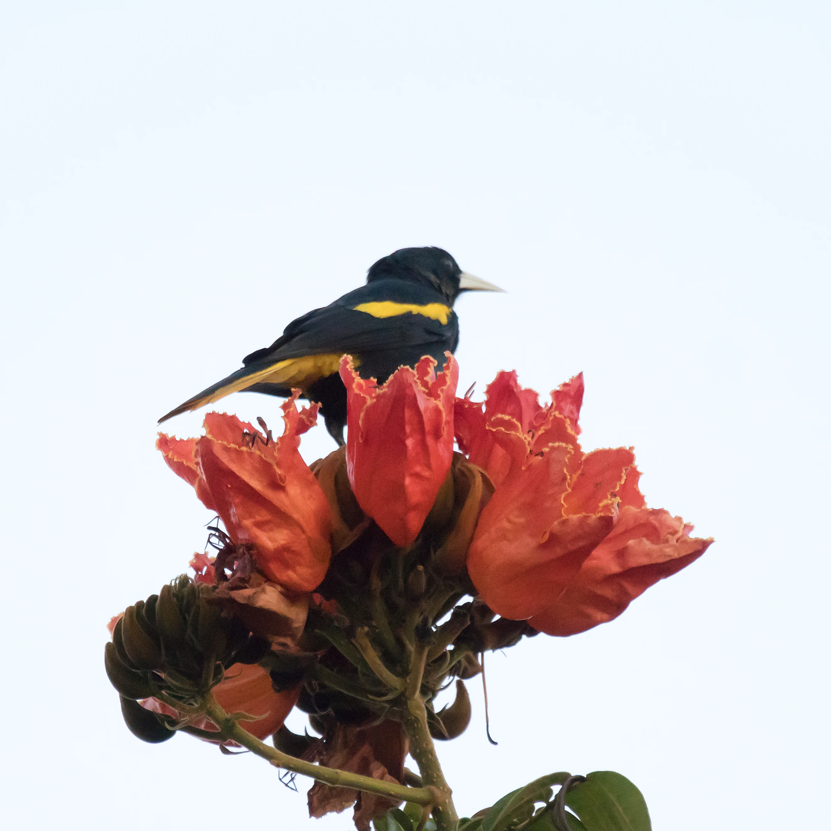 Yellow-winged Cacique (Mexican Cacique), San Blas, Nayarit, Mexico — photo by Jim Bennett