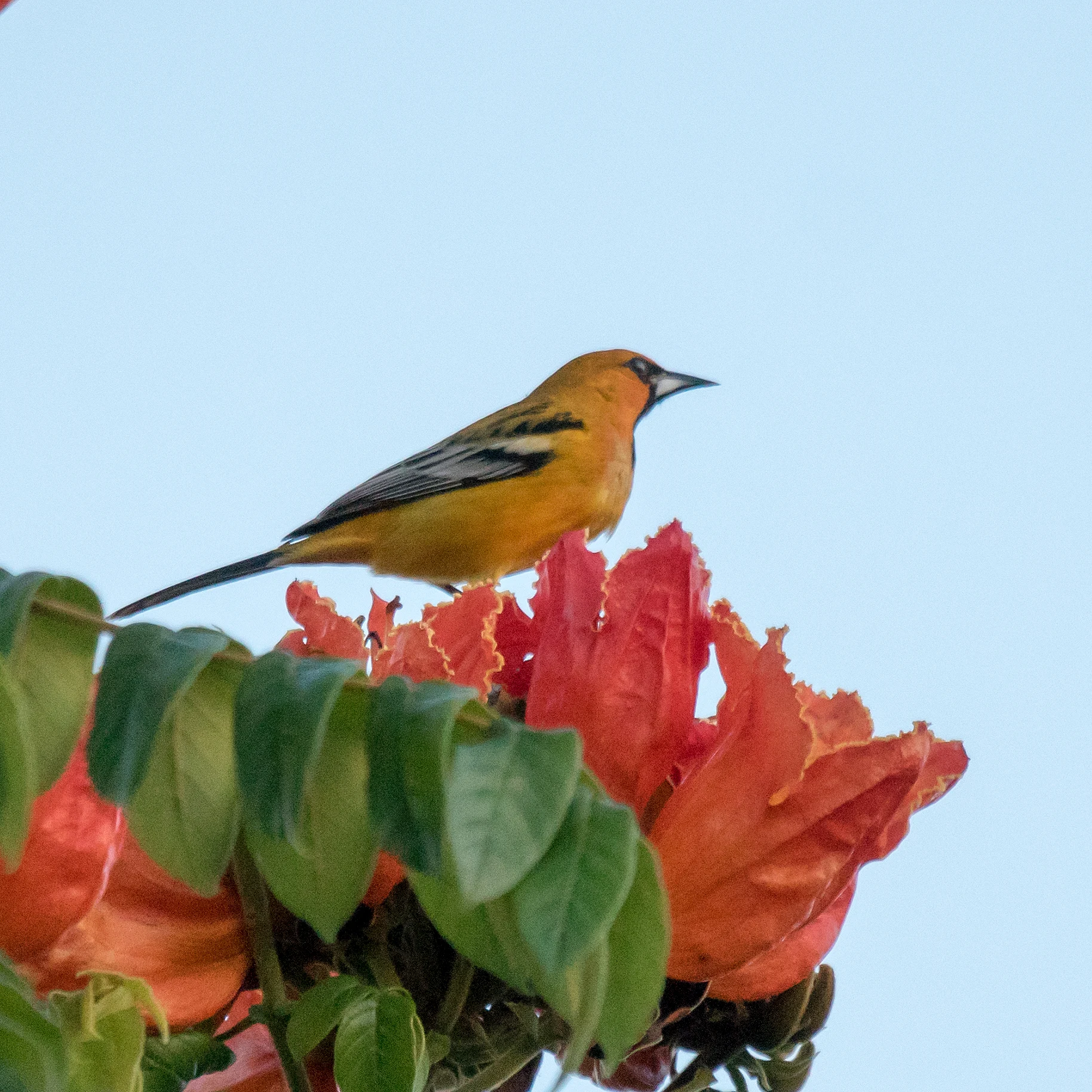 Bullock's Oriole, San Blas, Nayarit, Mexico — photo by Jim Bennett