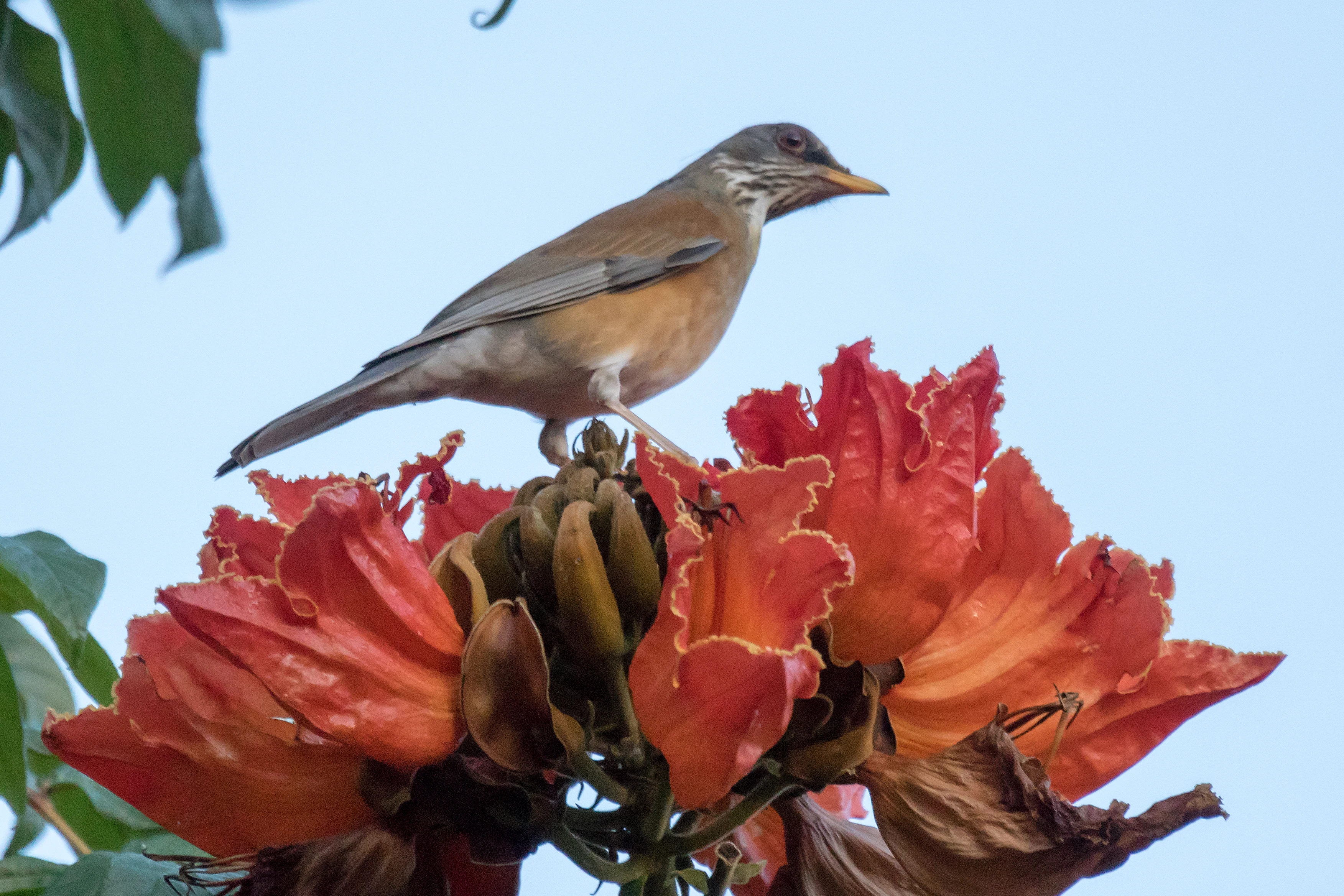 Rufous-backed Thrush, San Blas, Nayarit, Mexico — photo by Jim Bennett