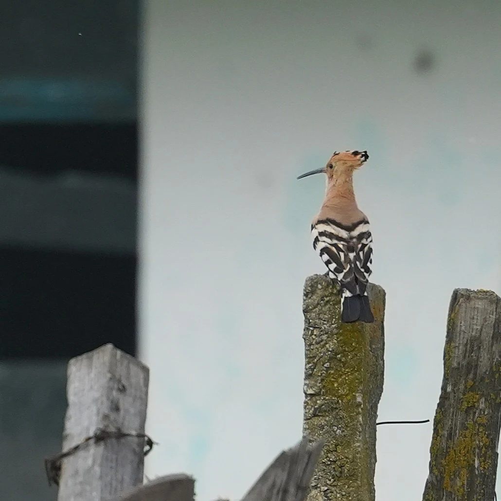 Hoopoe, Lacul Hazarlic, Romania — photo by Jim Bennett