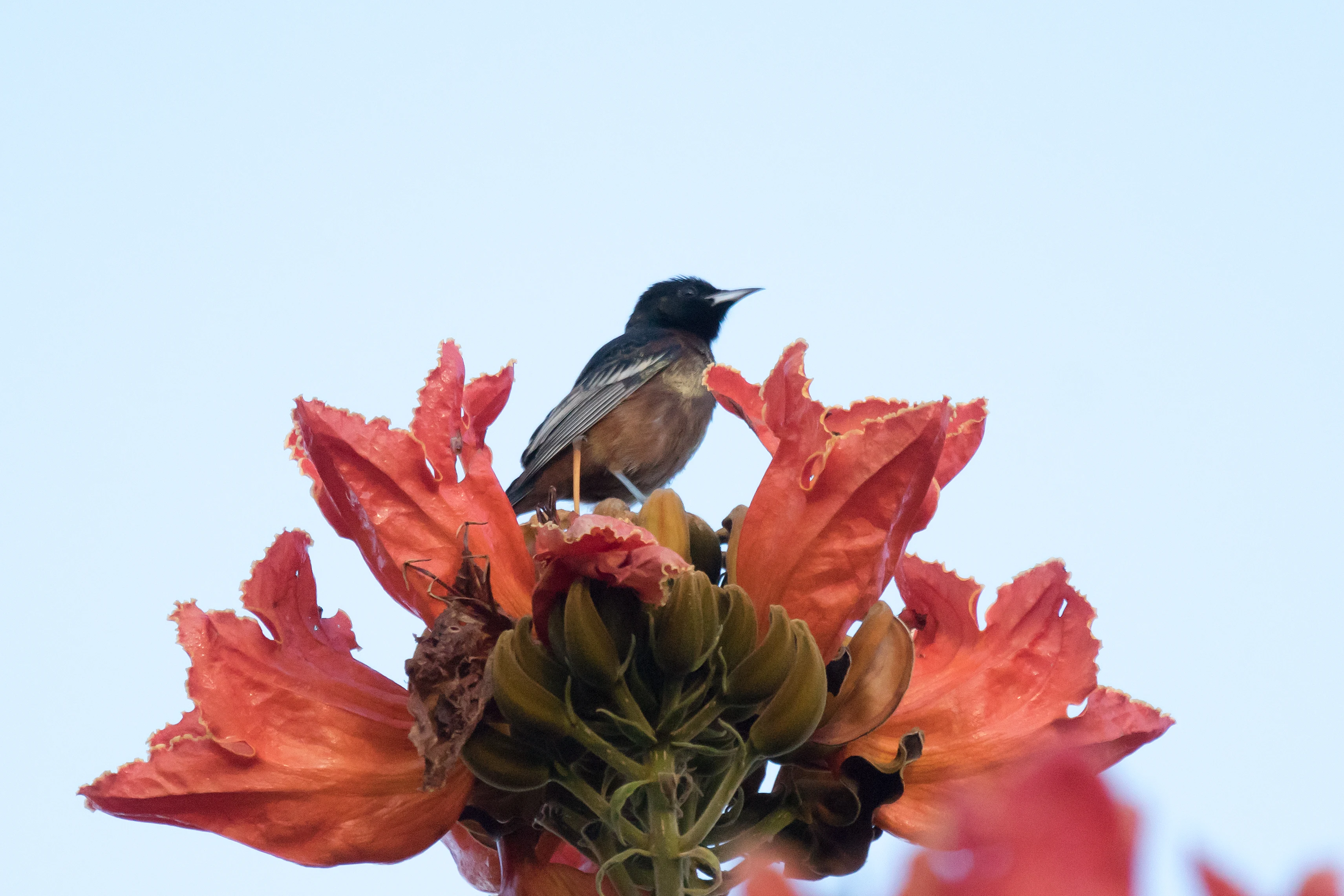 Orchard Oriole, San Blas, Nayarit, Mexico — photo by Jim Bennett