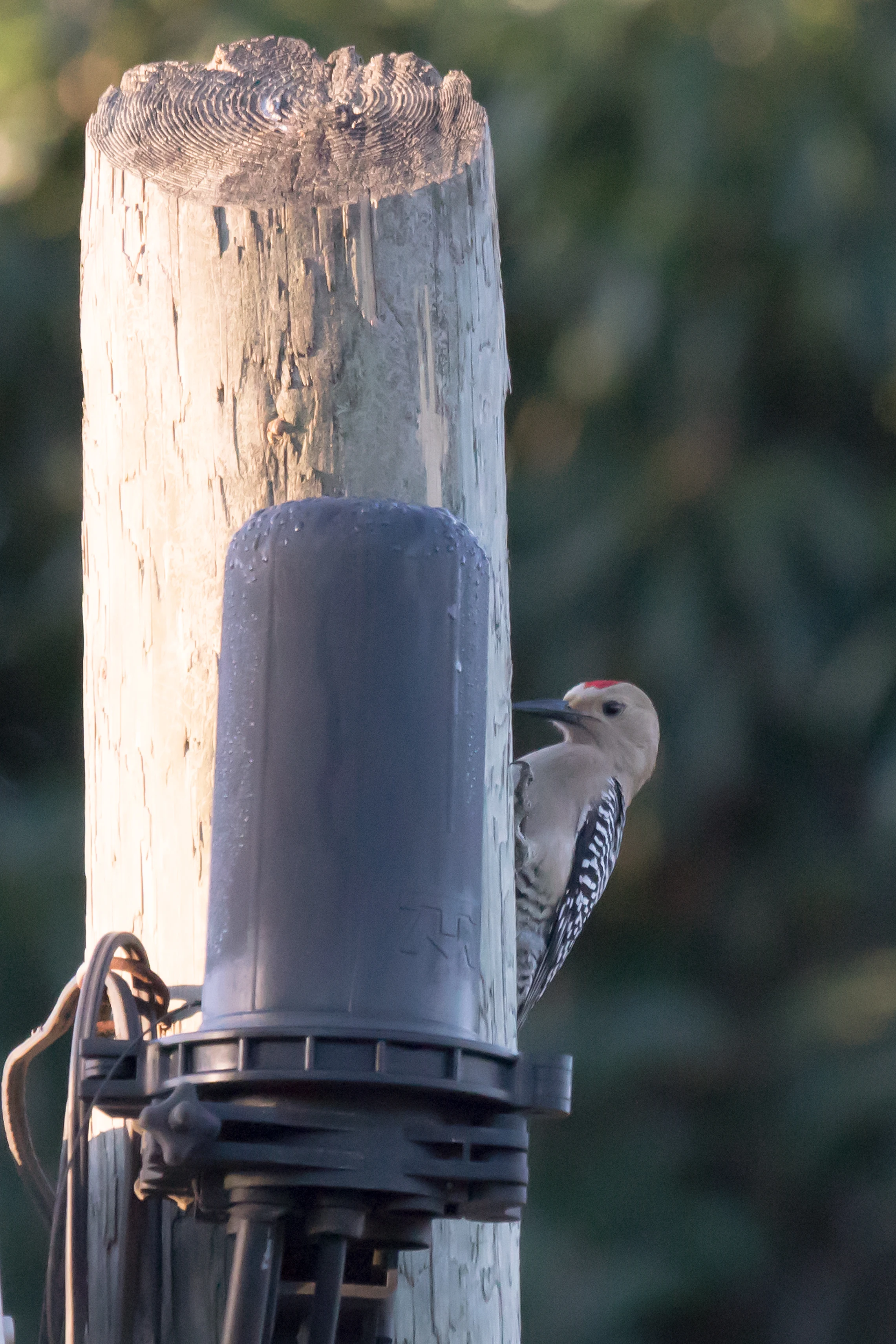 Gila Woodpecker, San Blas, Nayarit, Mexico — photo by Jim Bennett