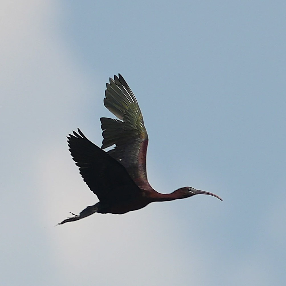 Glossy Ibis, Lacul Hazarlic, Romania — photo by Jim Bennett