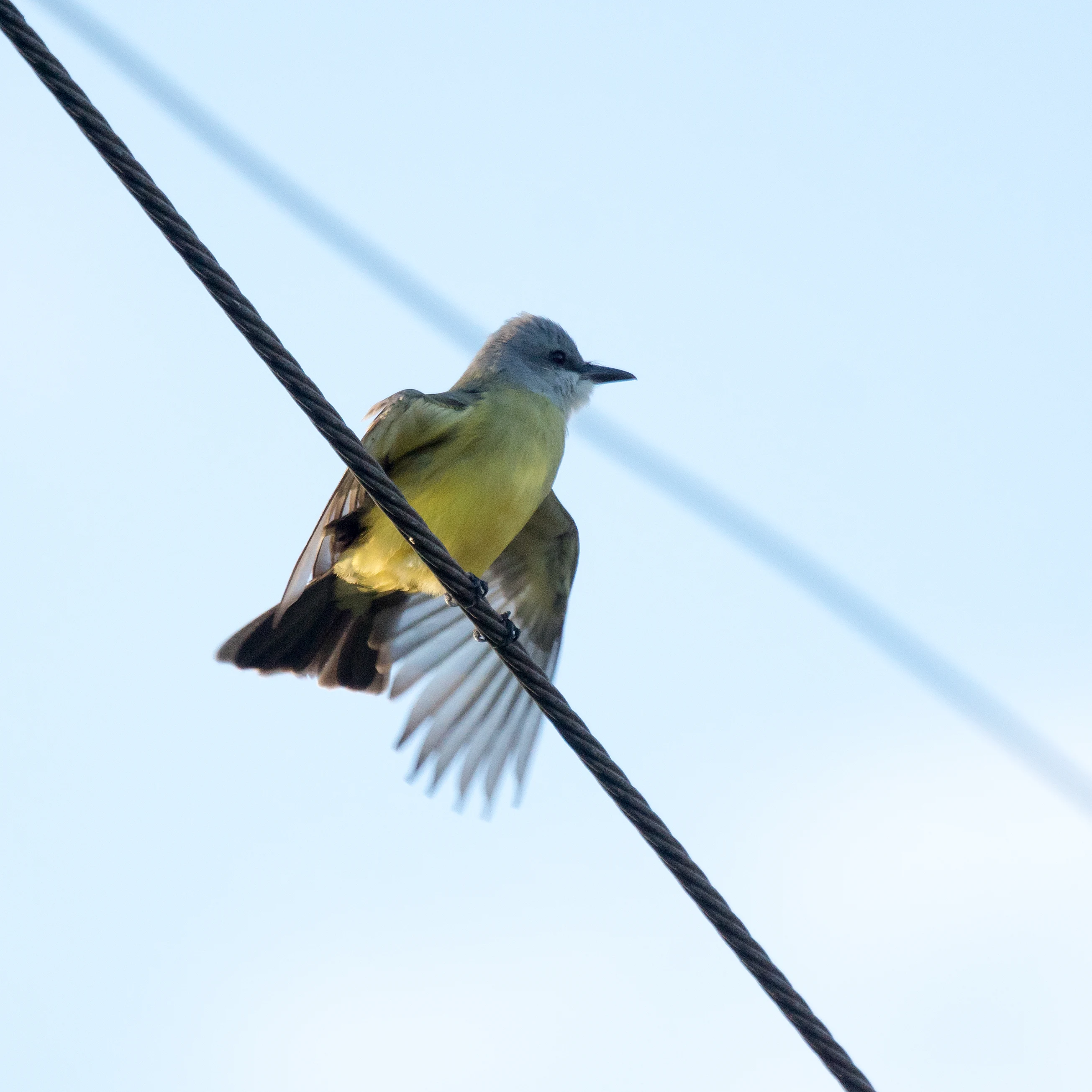 Tropical Kingbird, San Blas, Nayarit, Mexico — photo by Jim Bennett
