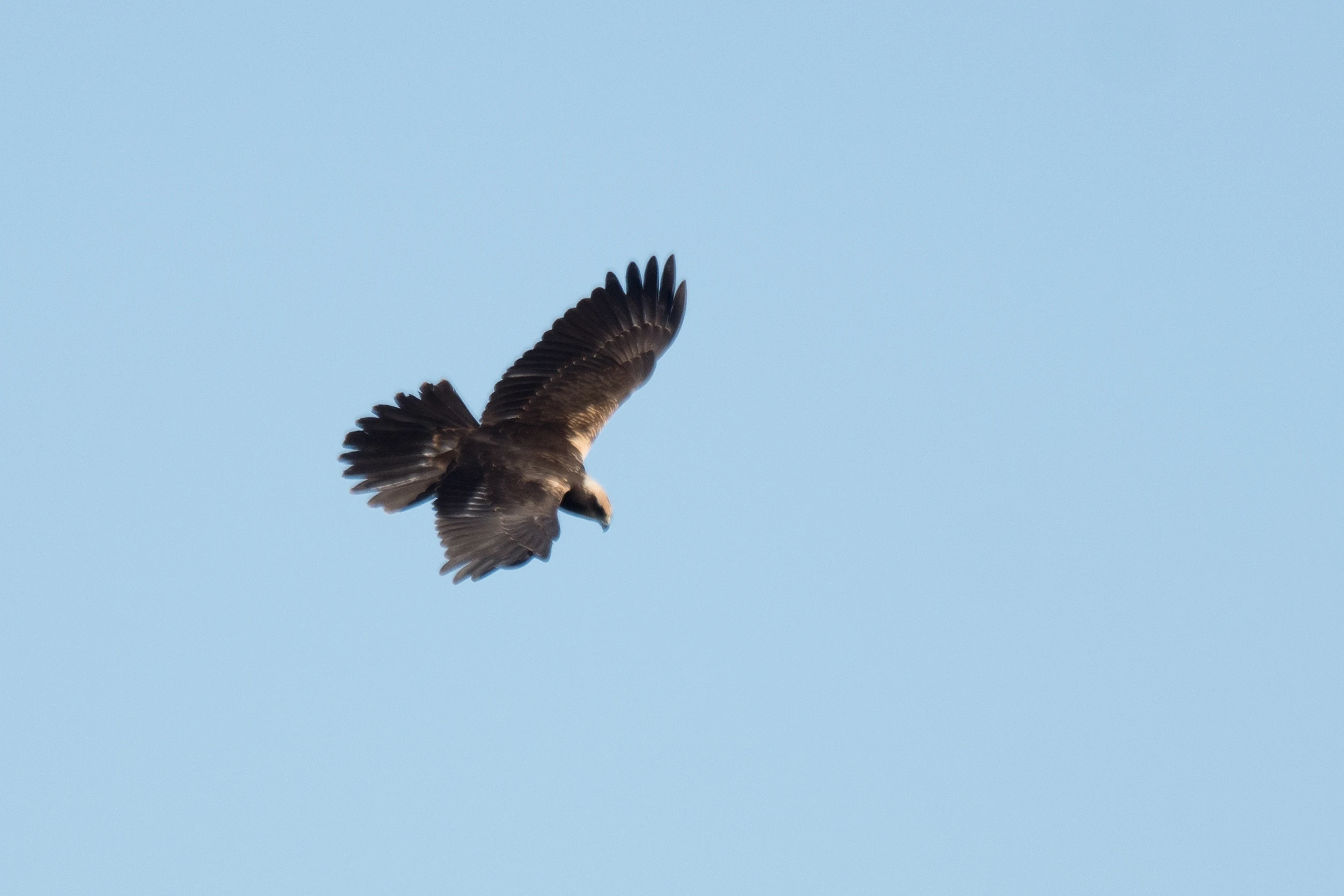 Marsh Harrier, La Janda, Spain — photo by Jim Bennett
