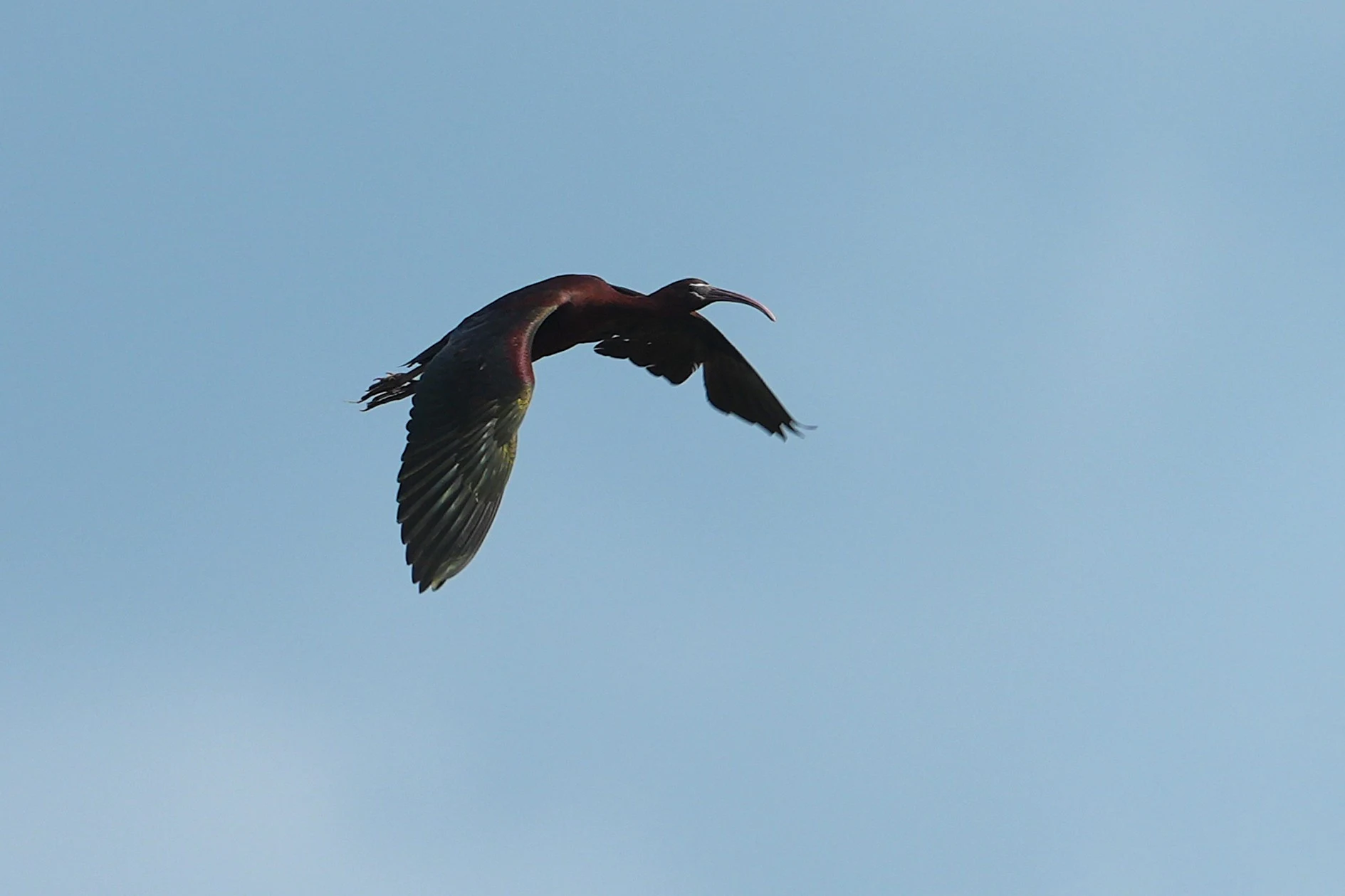 Glossy Ibis, Lacul Hazarlic, Romania — photo by Jim Bennett