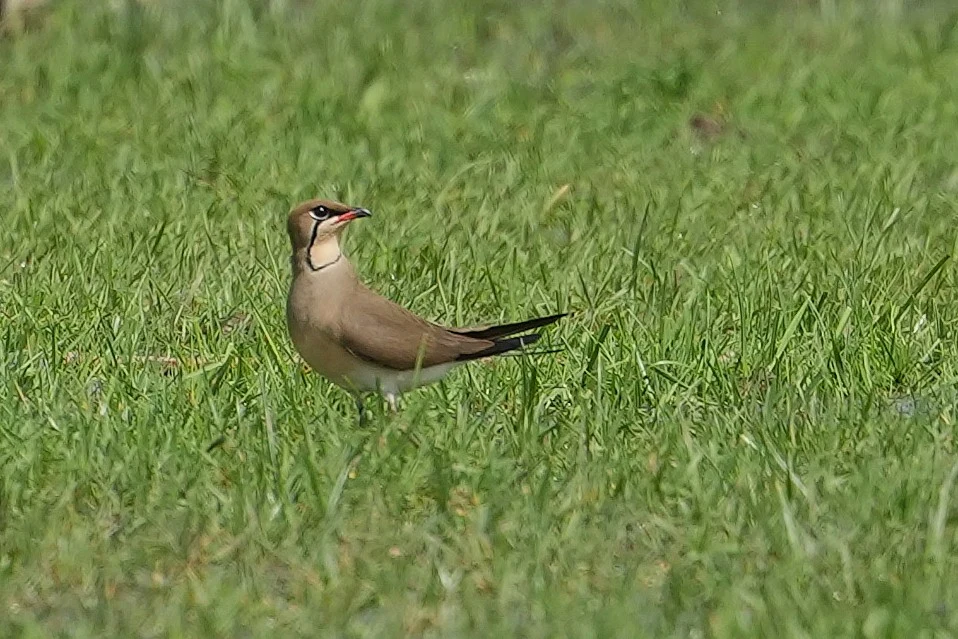 Collared Pratincole, Lacul Hazarlic, Romania — photo by Jim Bennett