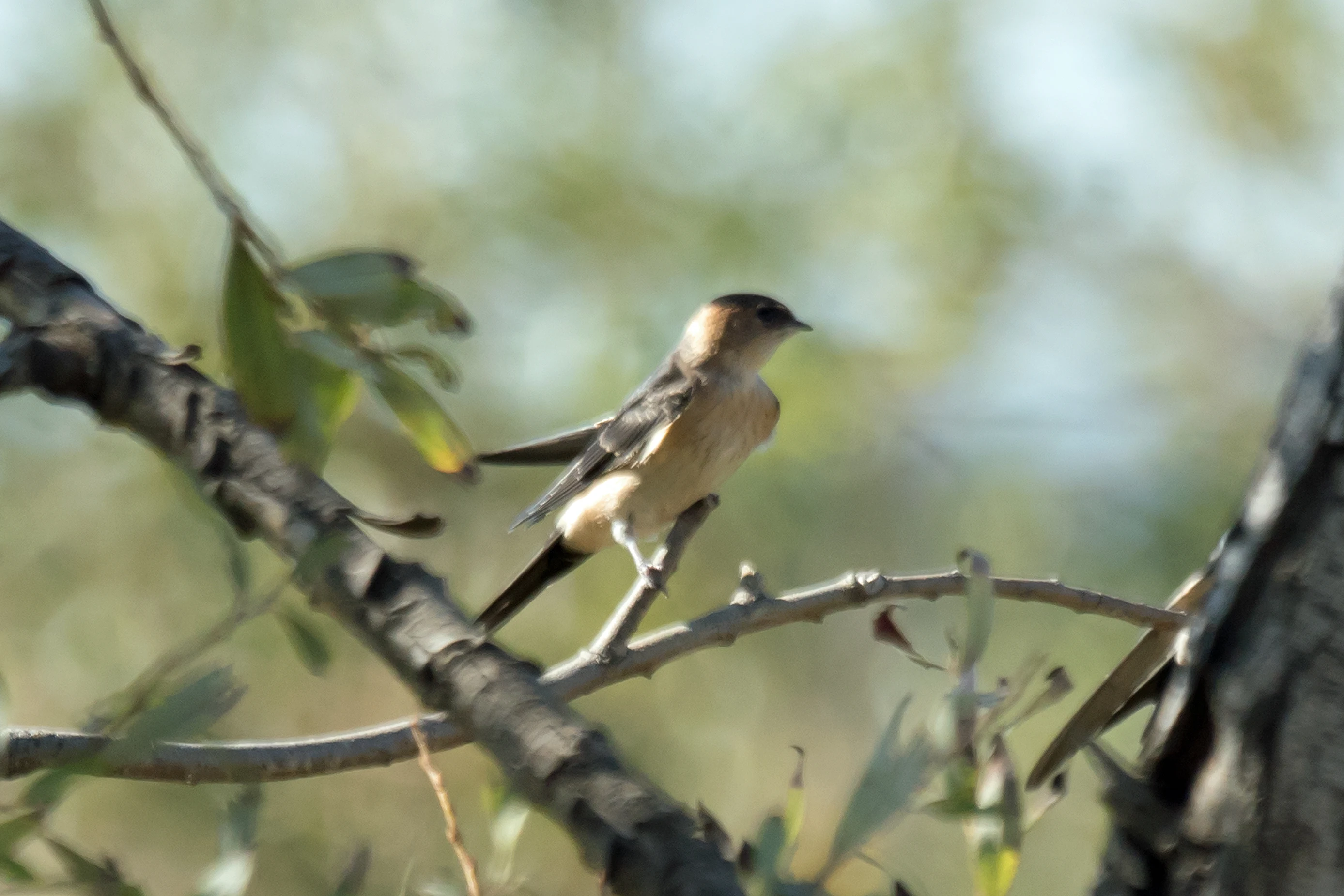 Red-rumped Swallow, La Janda, Spain — photo by Jim Bennett