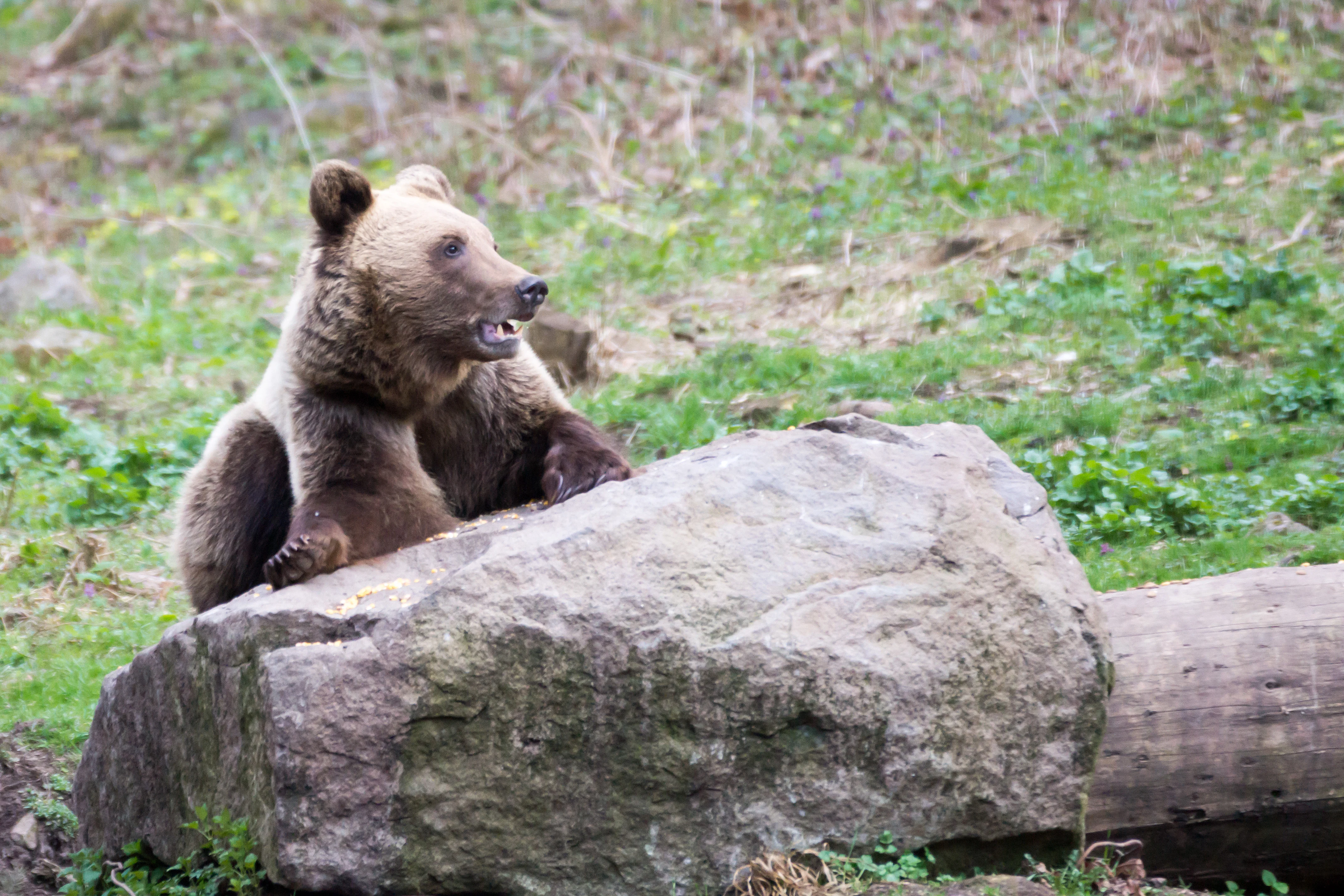 Brown Bear, Romania — photo by Jim Bennett