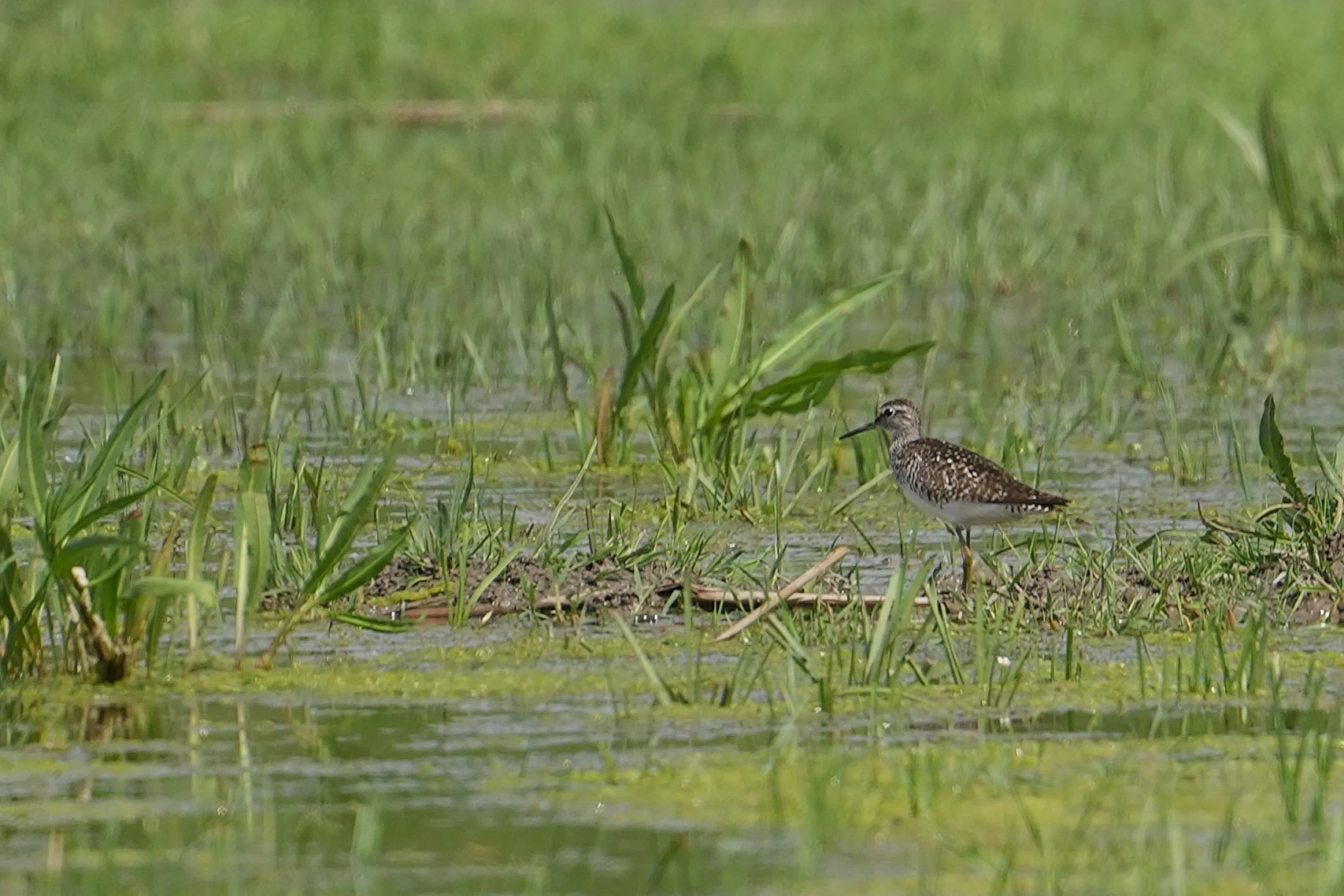Wood Sandpiper, Lacul Hazarlic, Romania — photo by Jim Bennett