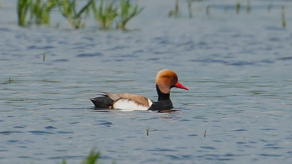 Red-crested Pochard, Lacul Hazarlic, Romania — photo by Jim Bennett