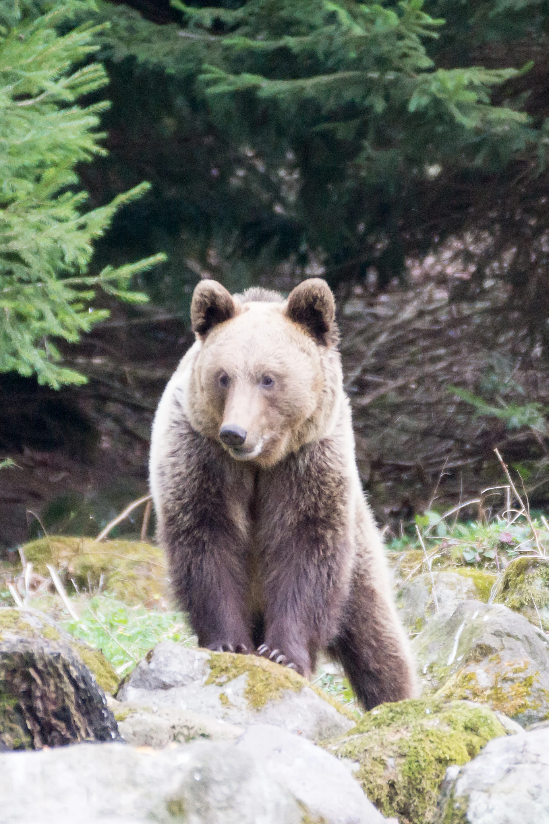 Brown Bear, Romania — photo by Jim Bennett