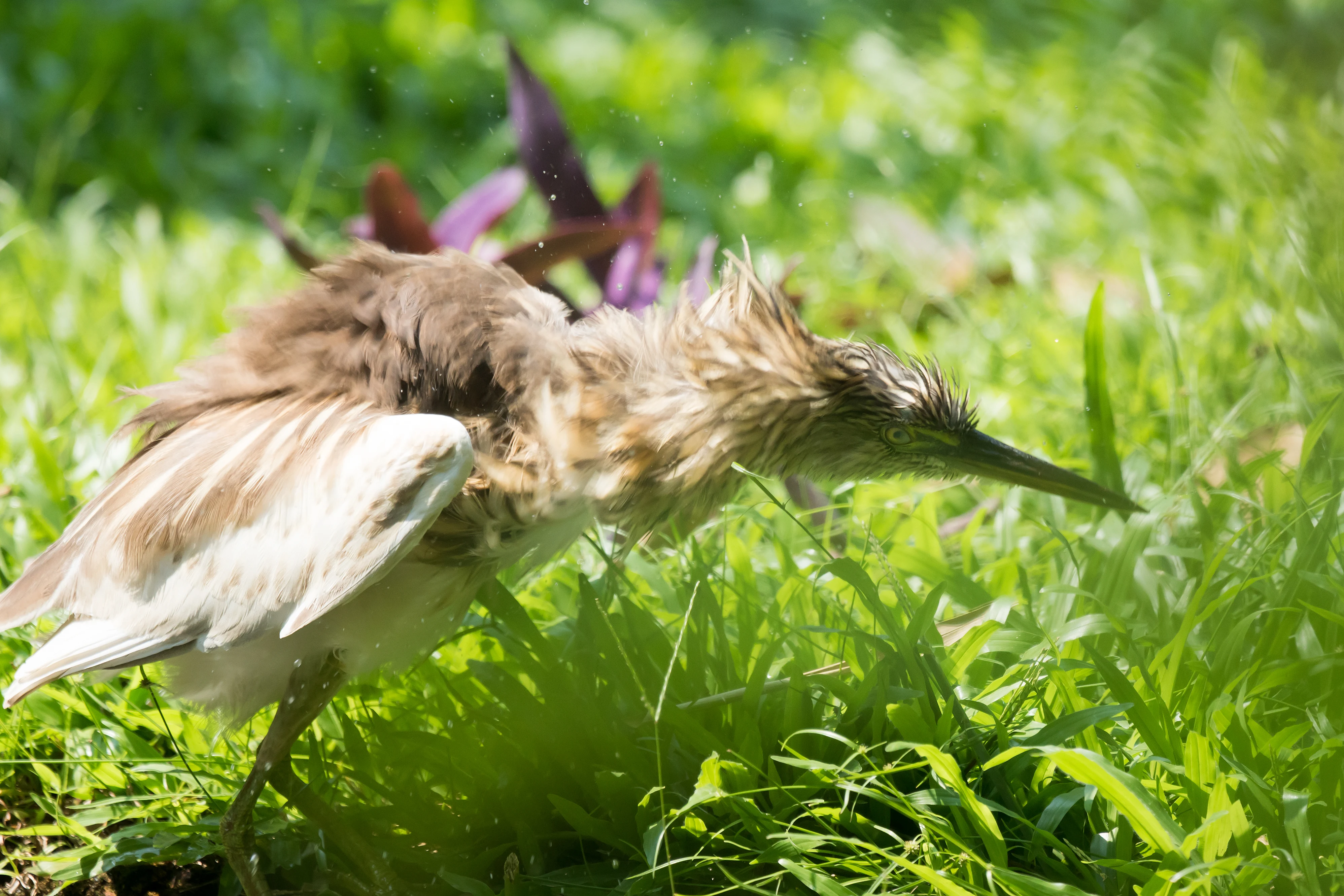 Indian Pond Heron, Old Harbour Hotel, Cochin, Kerala, India — photo by Jim Bennett