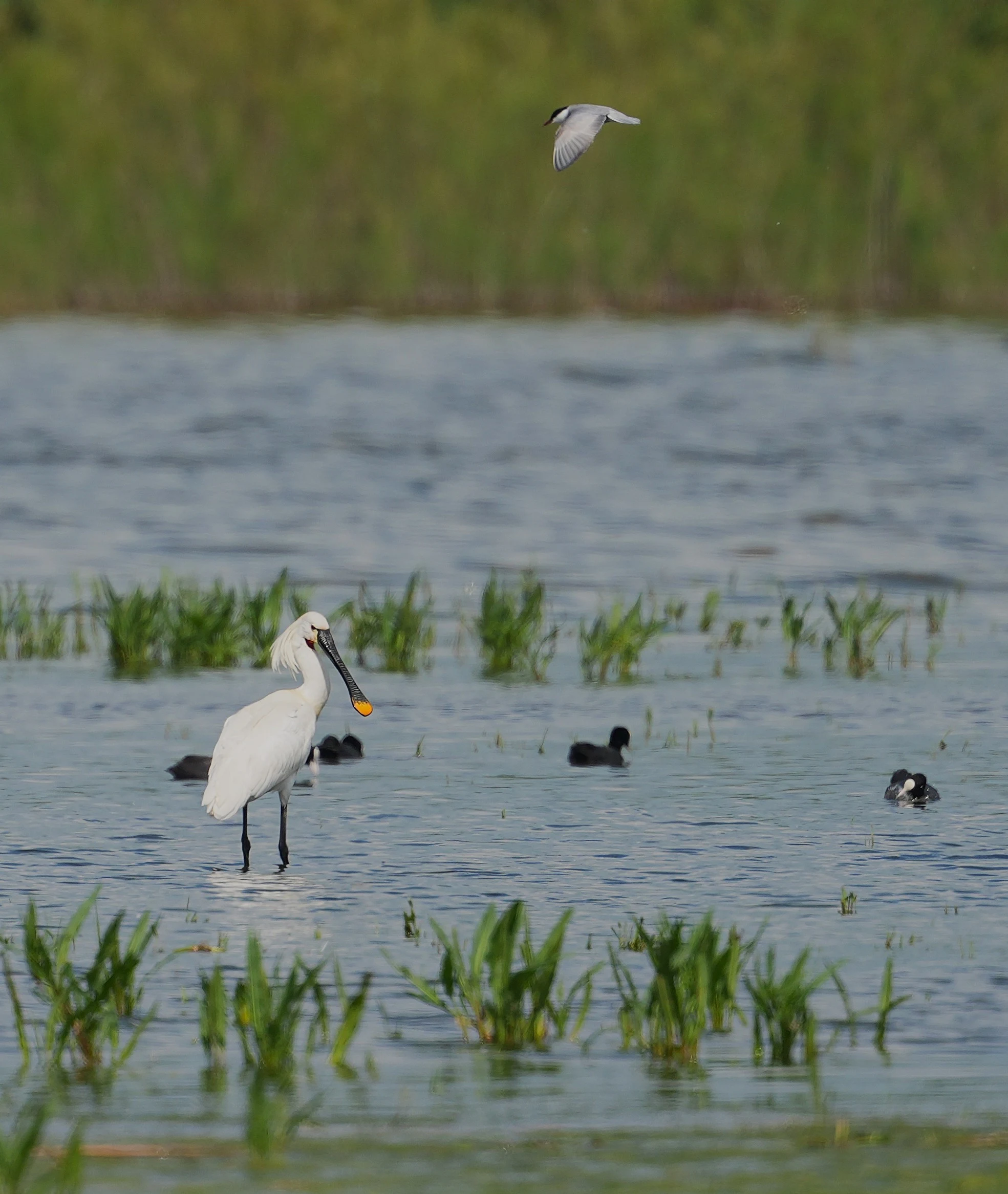 Spoonbill, Whiskered Tern & Coot, Lacul Hazarlic, Romania — photo by Jim Bennett