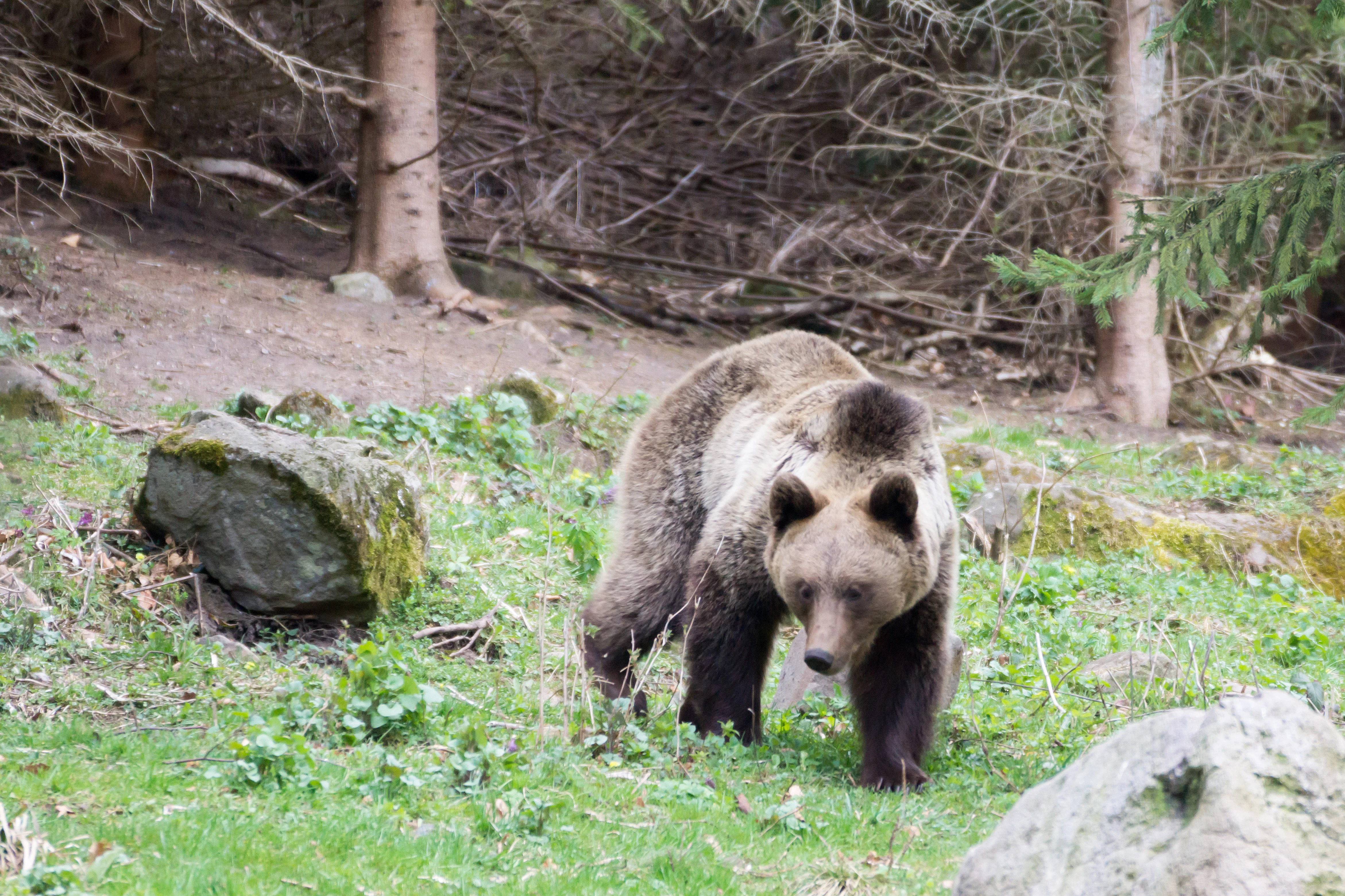Brown Bear, Romania — photo by Jim Bennett