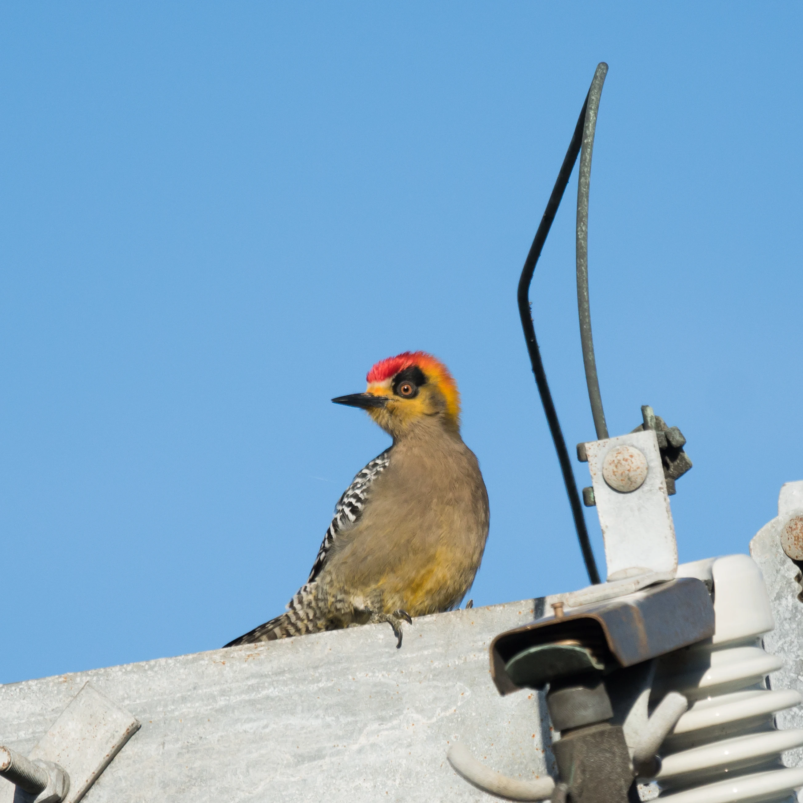 Golden-cheeked Woodpecker, San Blas, Nayarit, Mexico — photo by Jim Bennett