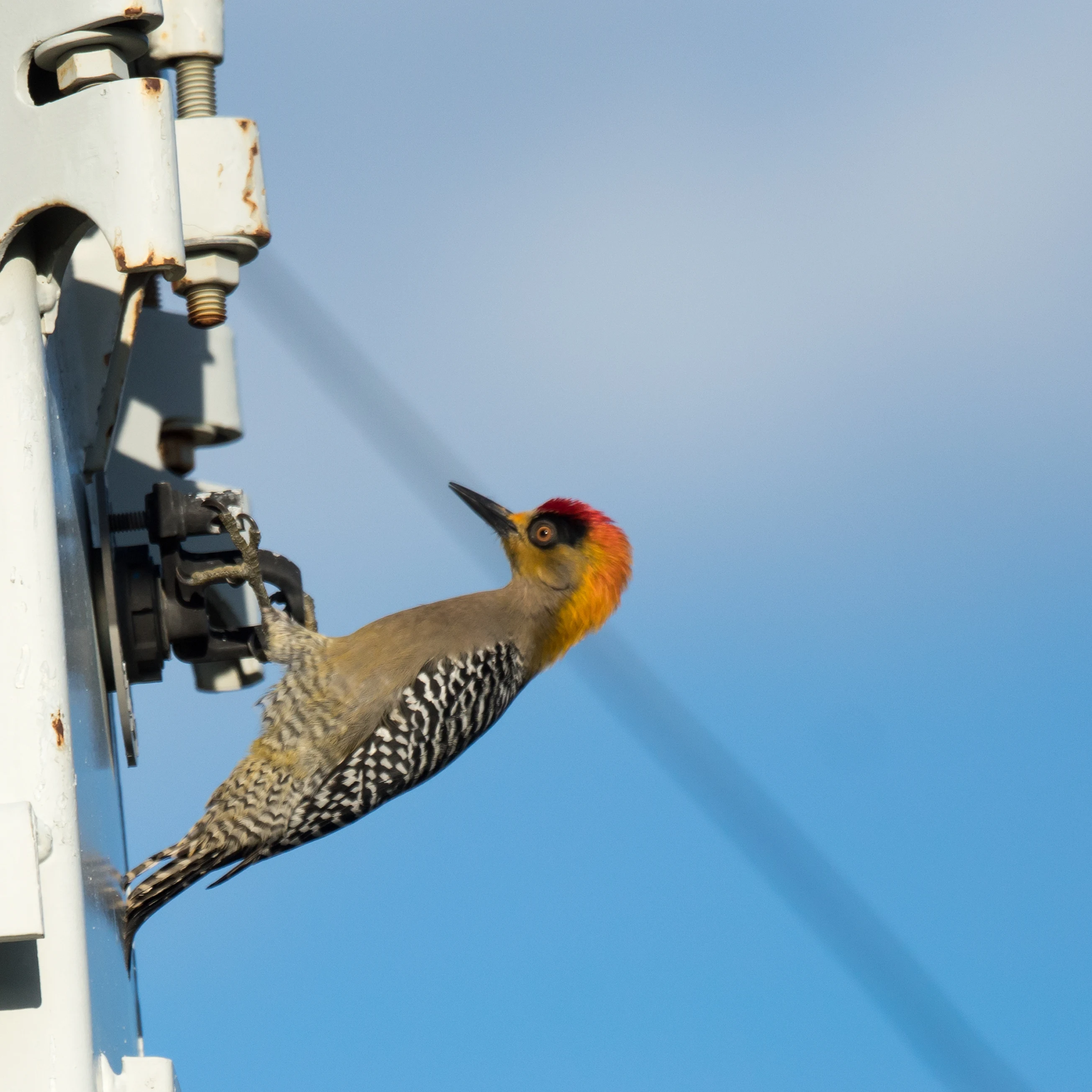 Golden-cheeked Woodpecker, San Blas, Nayarit, Mexico — photo by Jim Bennett