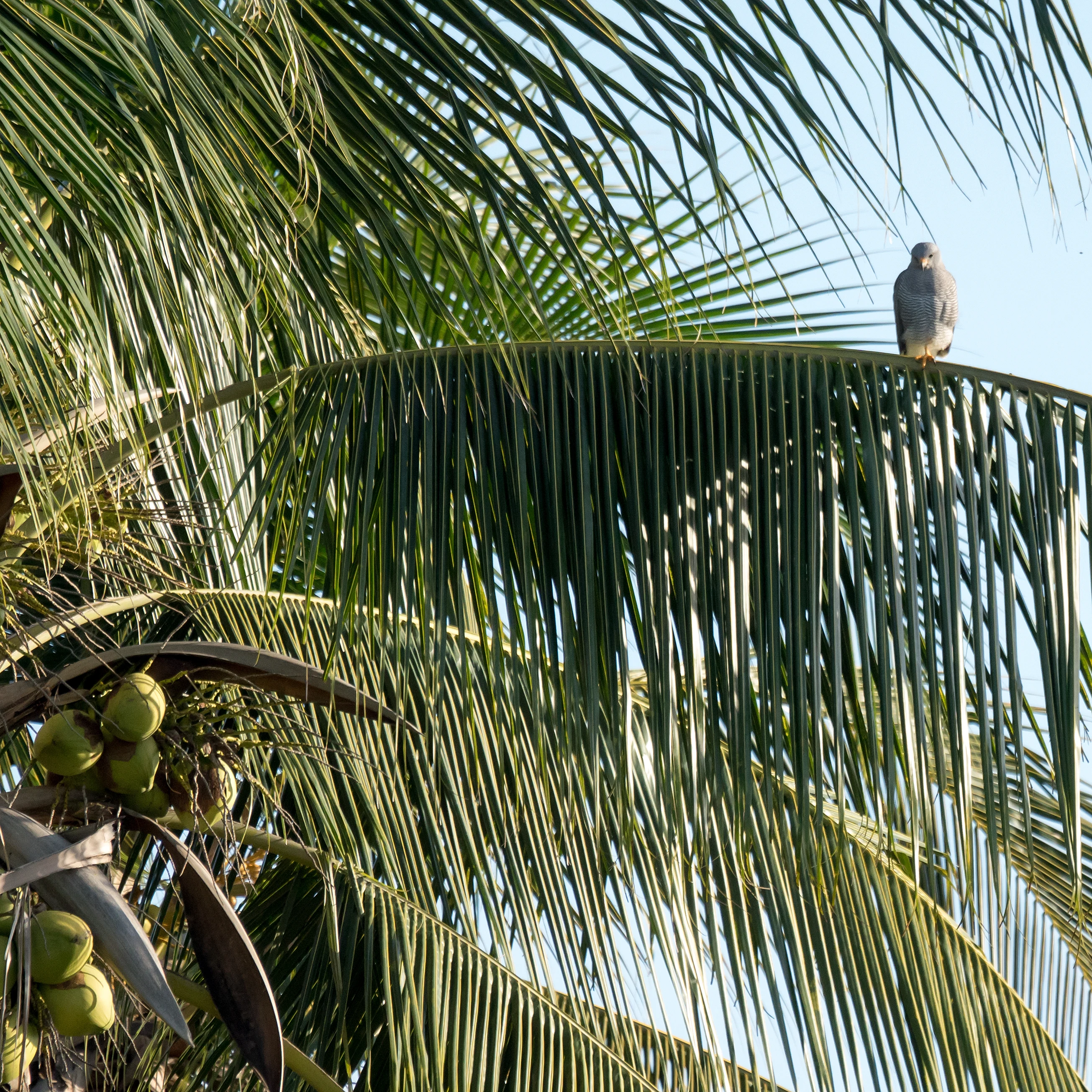 Gray Hawk, San Blas, Nayarit, Mexico — photo by Jim Bennett