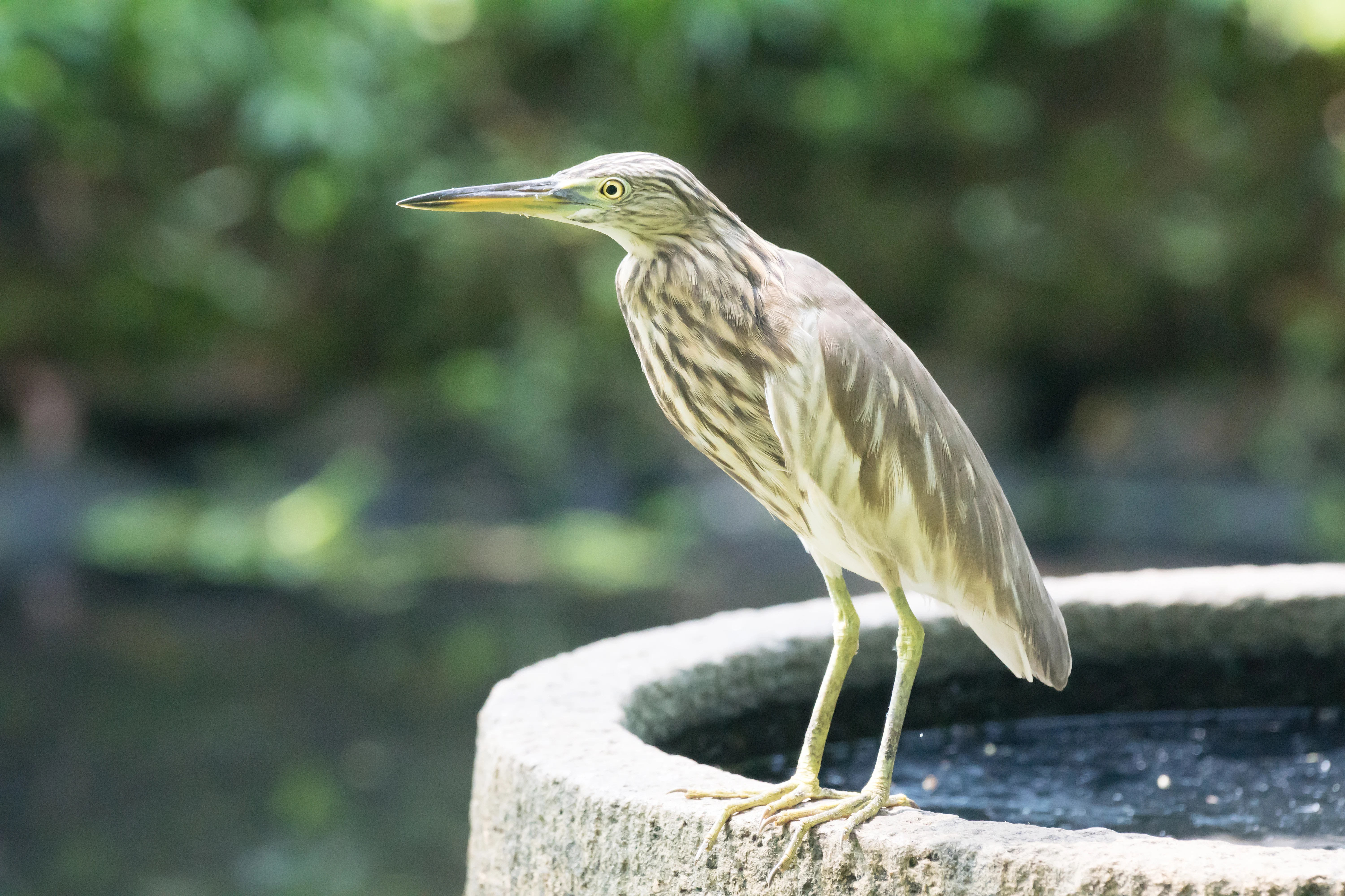 Indian Pond Heron, Old Harbour Hotel, Cochin, Kerala, India — photo by Jim Bennett