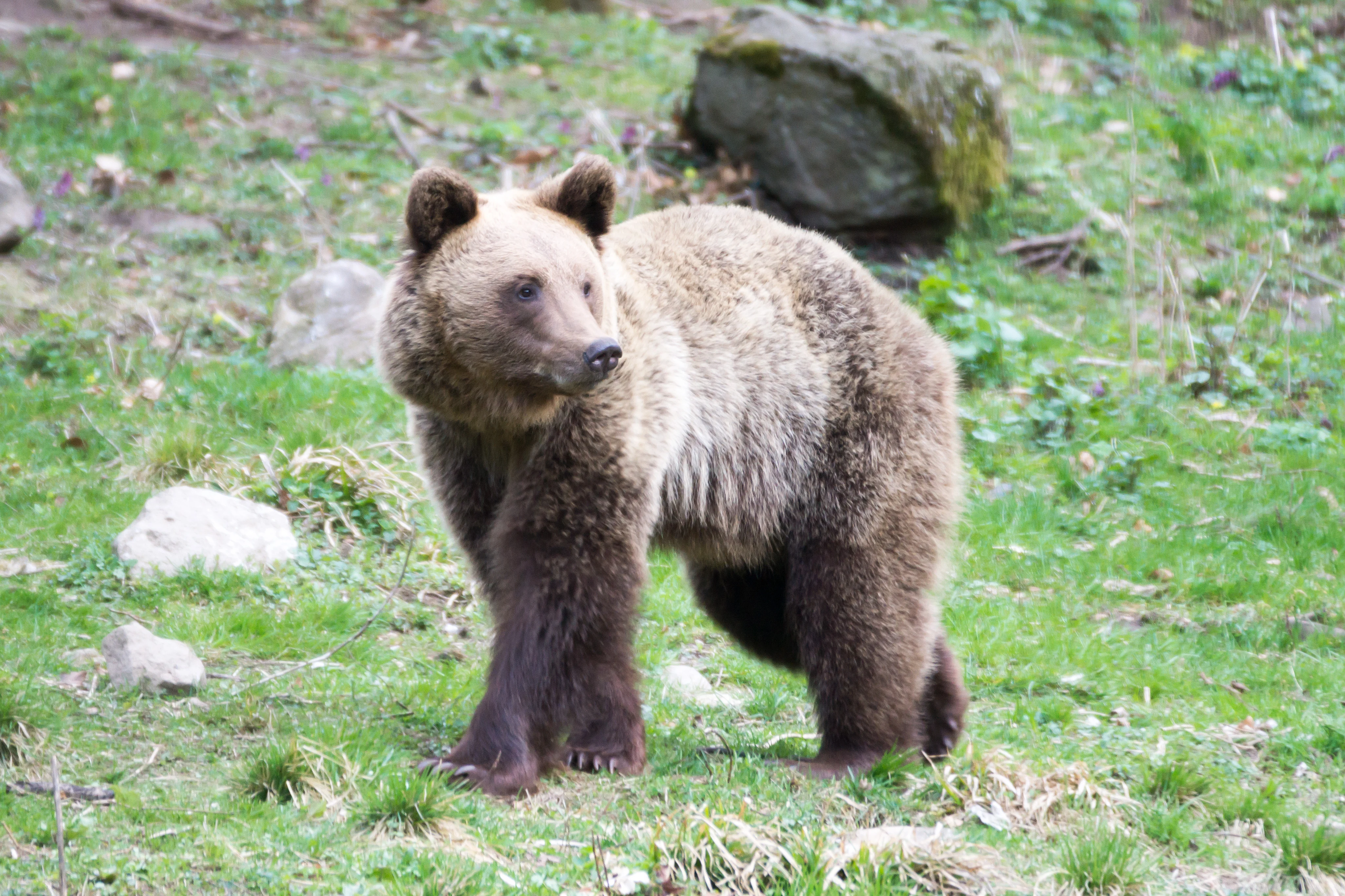 Brown Bear, Romania — photo by Jim Bennett