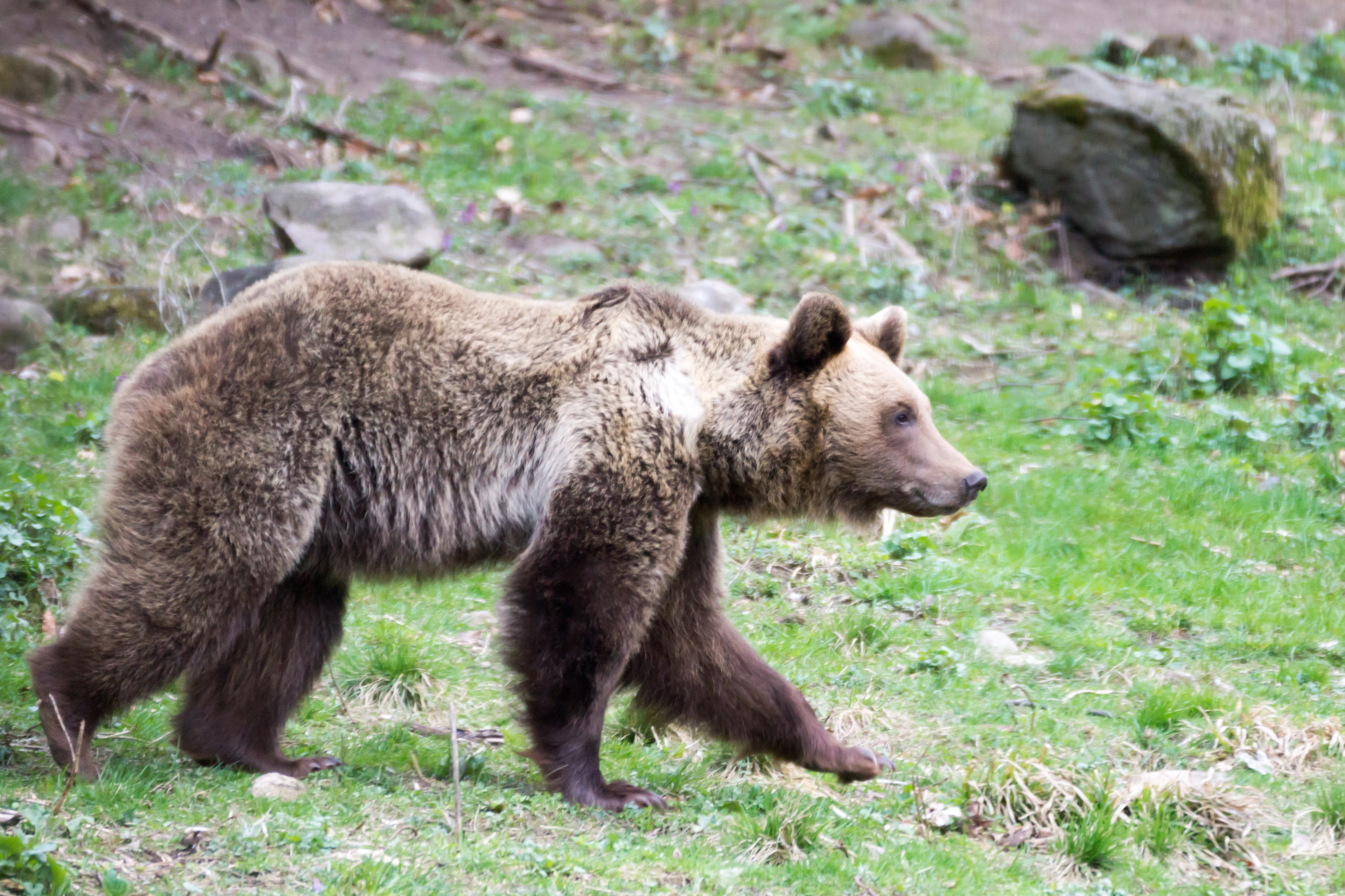 Brown Bear, Romania — photo by Jim Bennett