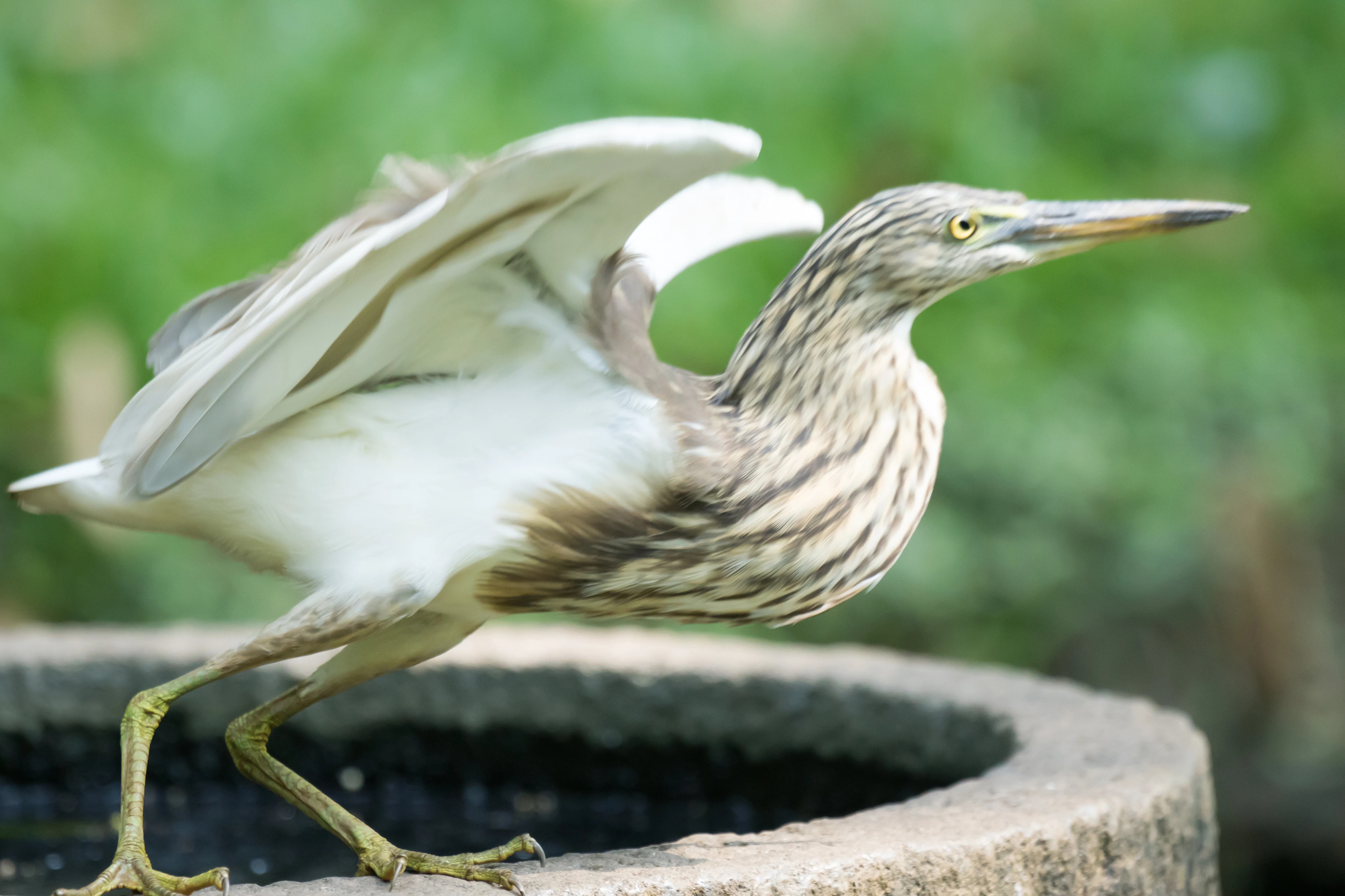 Indian Pond Heron, Old Harbour Hotel, Cochin, Kerala, India — photo by Jim Bennett